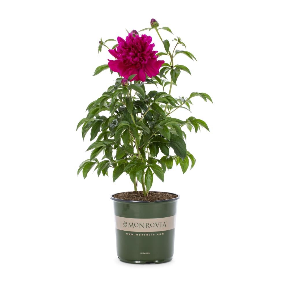 Monrovia Red Paul M Wild Double Peony Plant in 1.73-Gallon Pot in the ...