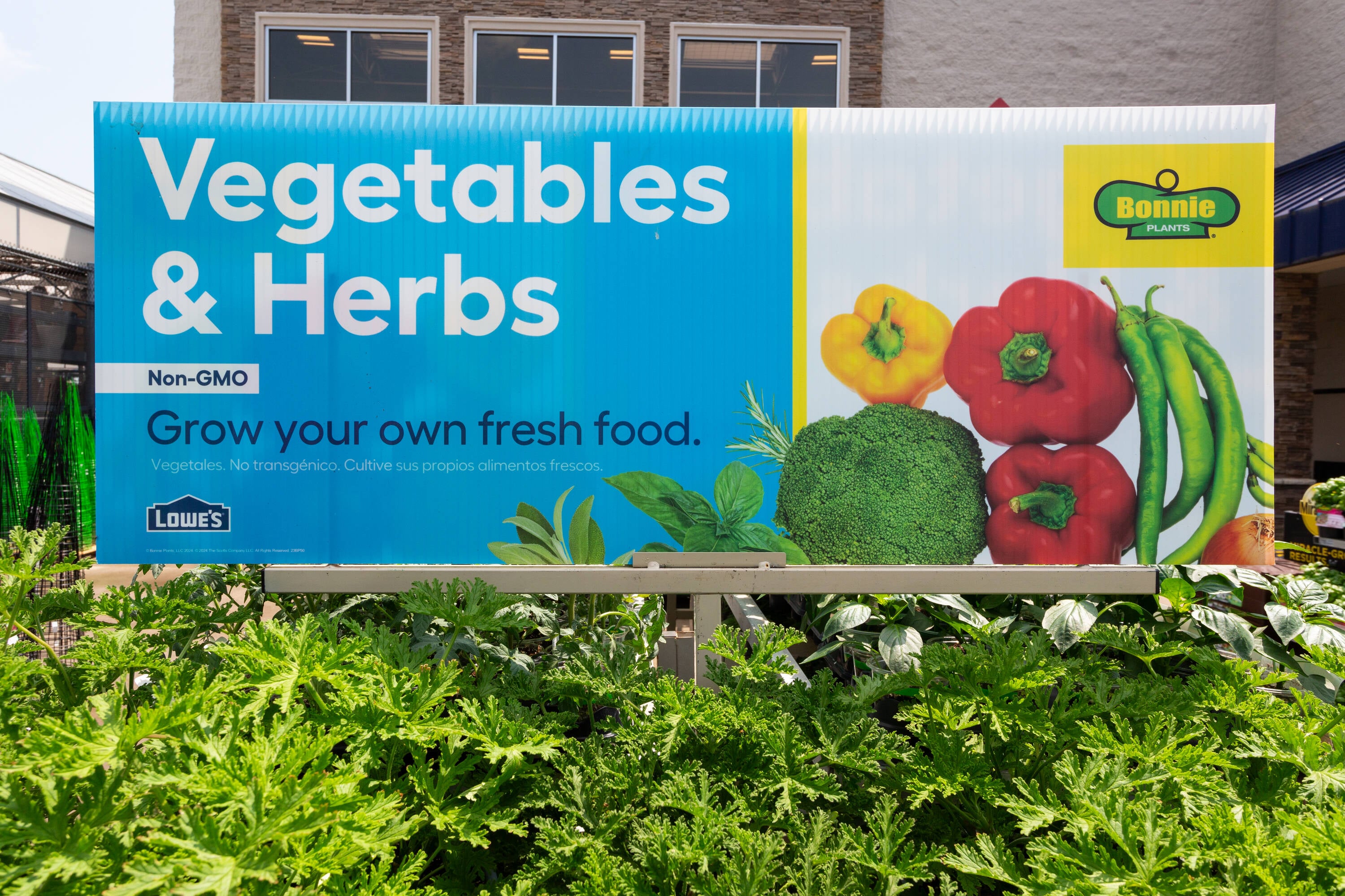 Lowe's NURSERY annuals - View #4
