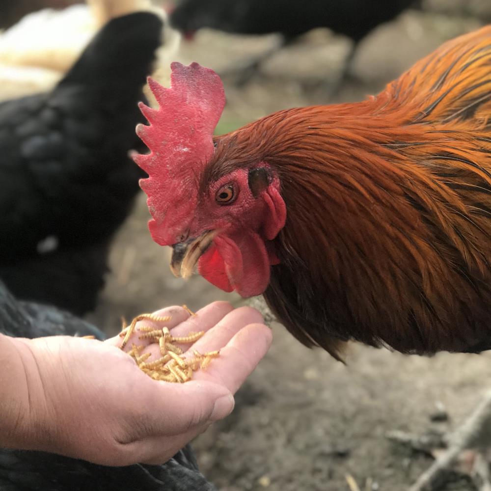Buffalo 551082 Poultry-Feed - View #5