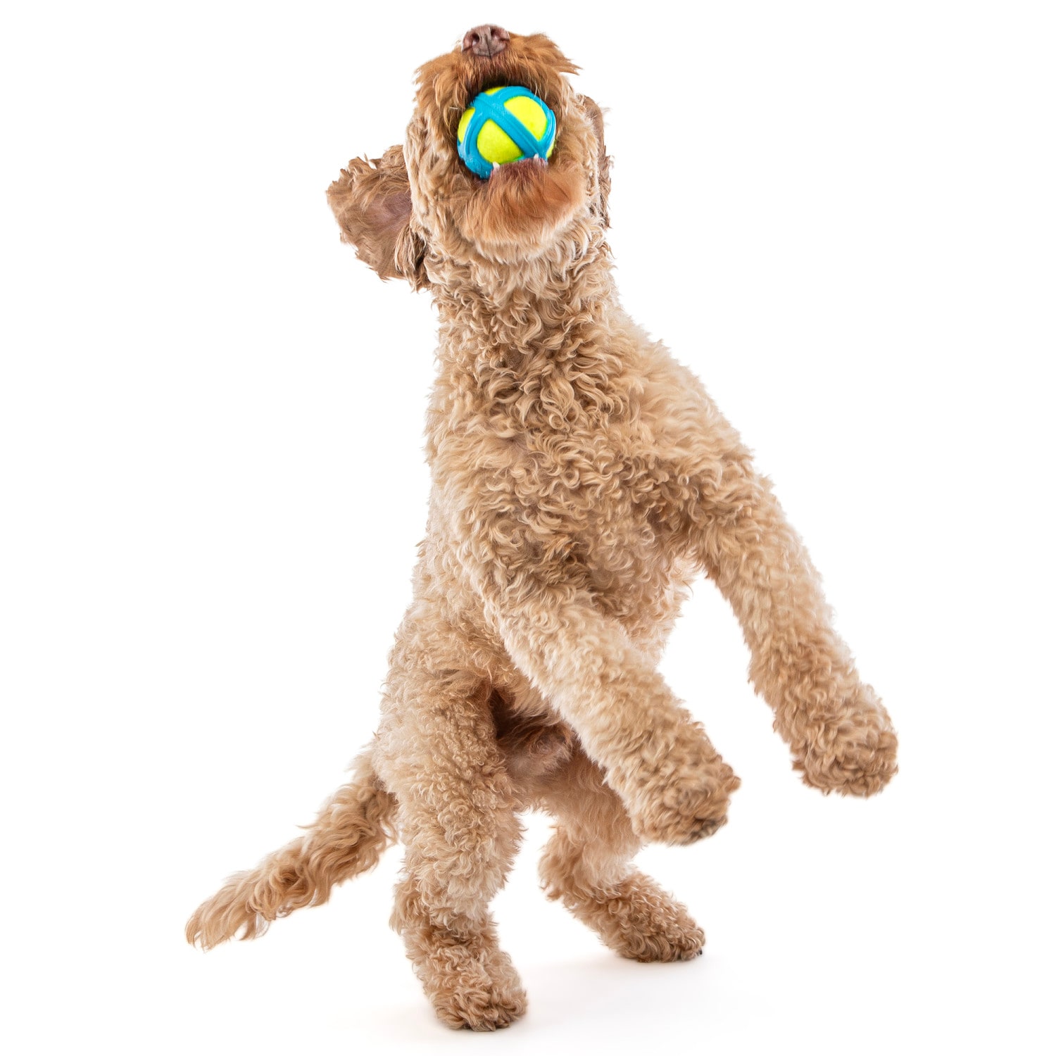 GURU G0850048425262 Dog-Toys - View #3