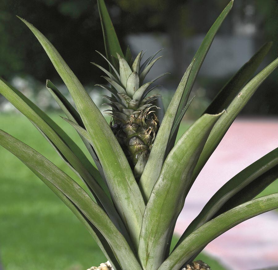 Anana Pineapple In The House Plants Department At Lowes Com