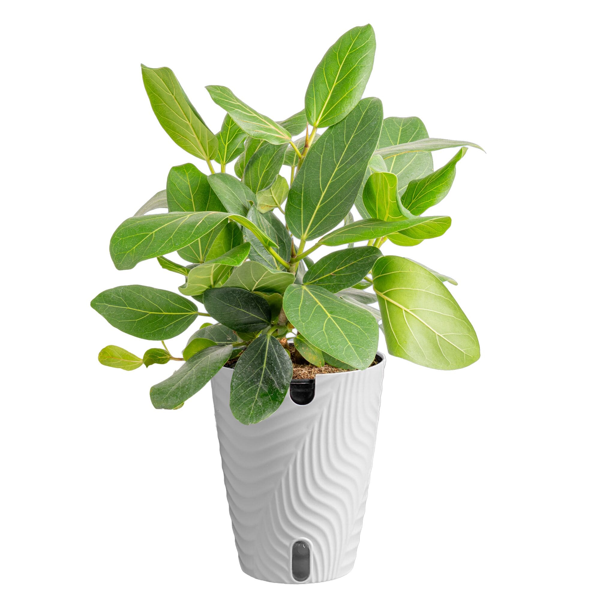 Costa Farms Ficus House plant in 1.4 Quart(s) Self-watering pot 1 -Pack