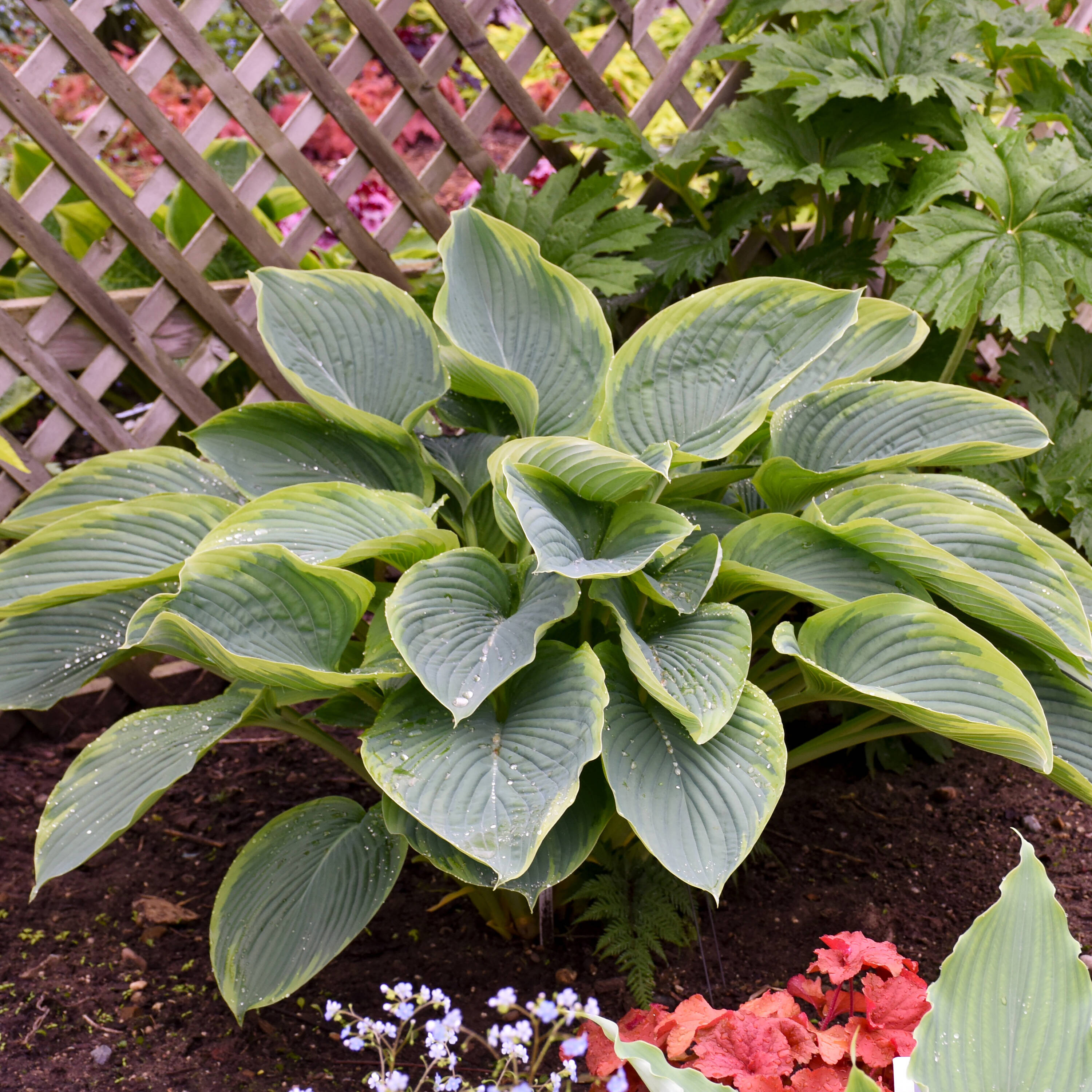 Proven Winners HOSPWP2106102 perennials - View #4