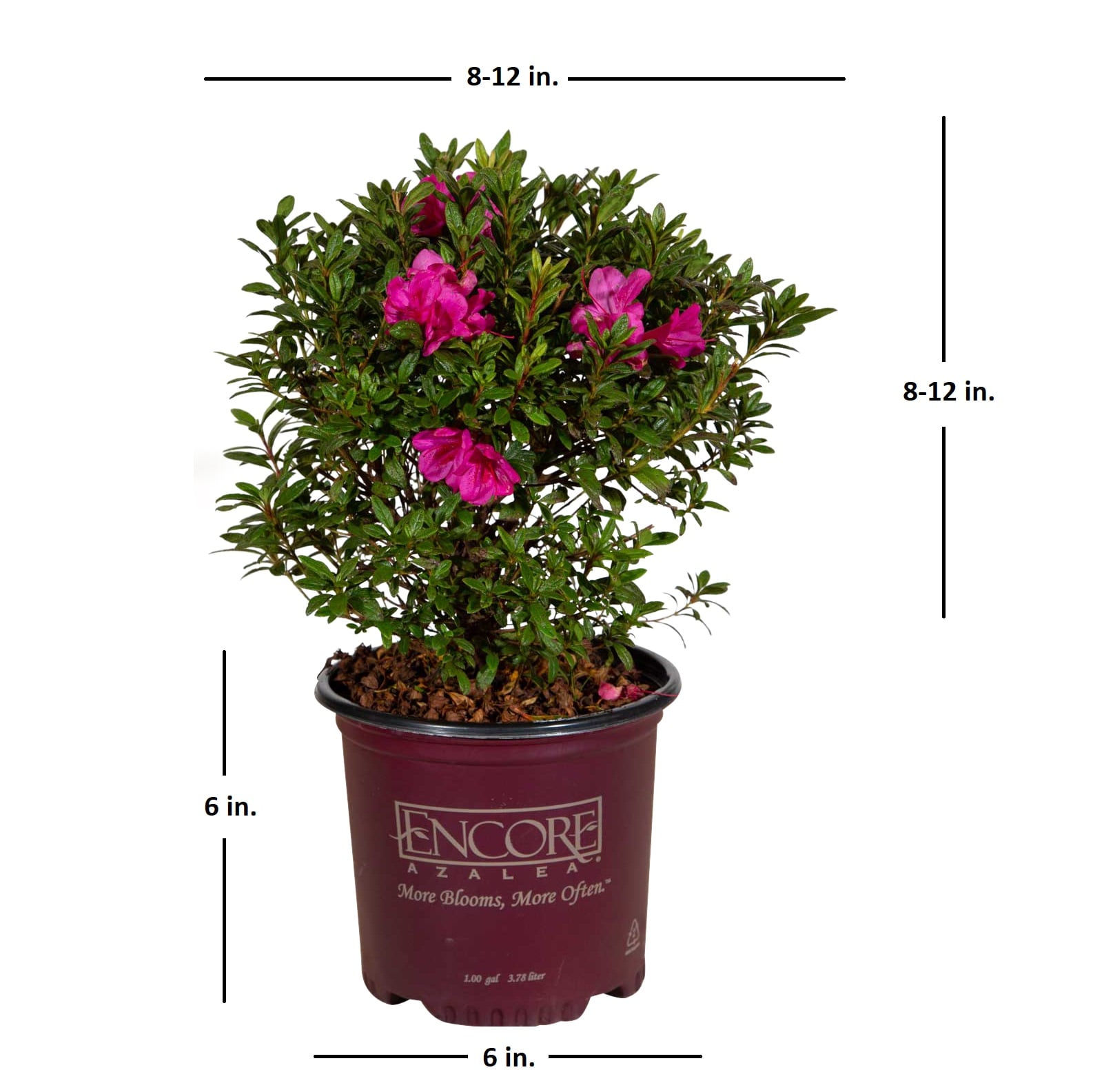 Encore Azalea 80711-1 shrubs - View #7