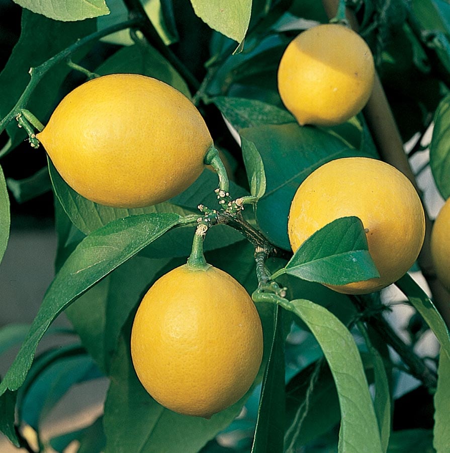 Lowe's 732336750617 Lemon Plant