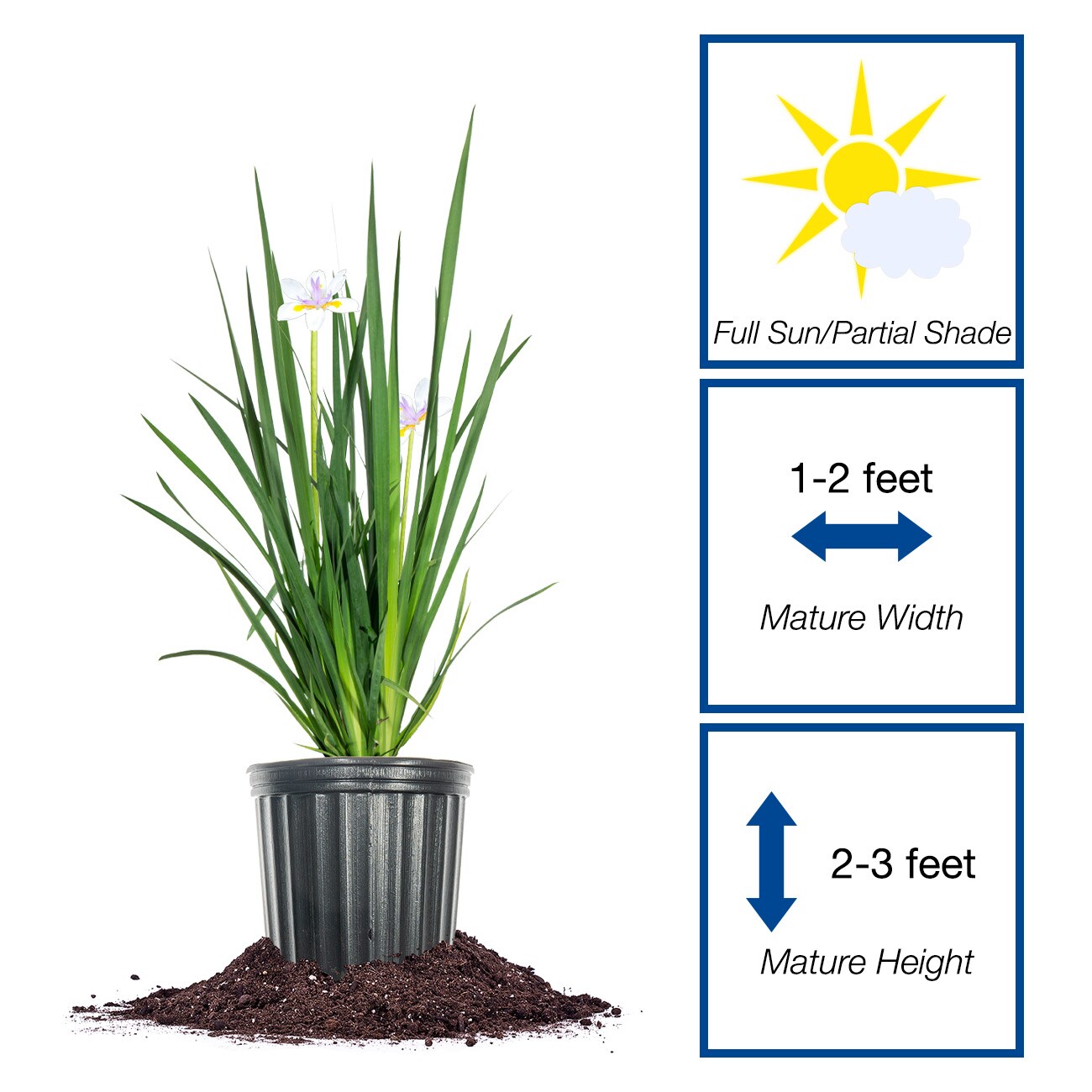 Perfect Plants LOWHITEAFRICANIRIS1G perennials - View #2