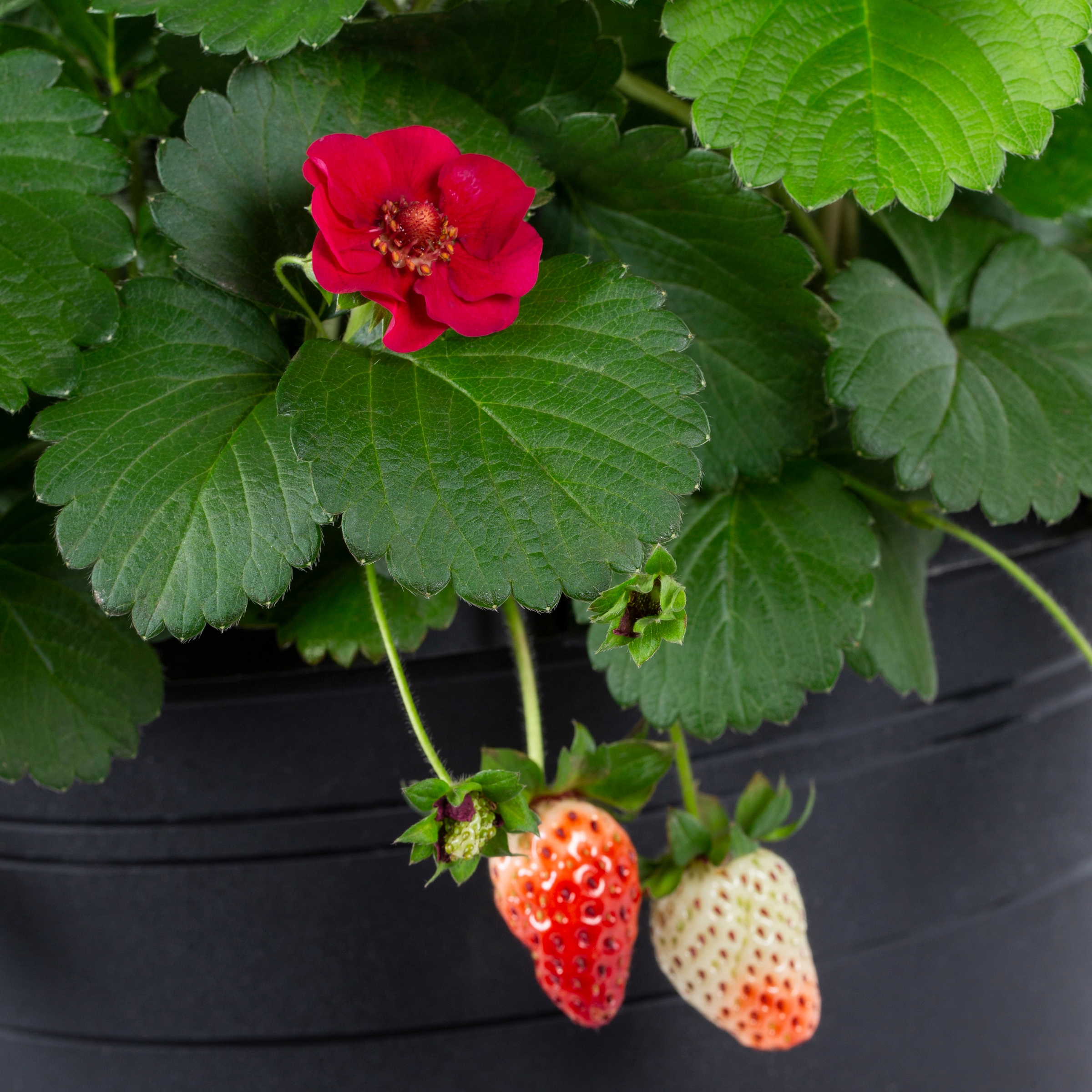 Lowe's White Strawberry in 1.5-Gallons Hanging Basket in the Annuals ...
