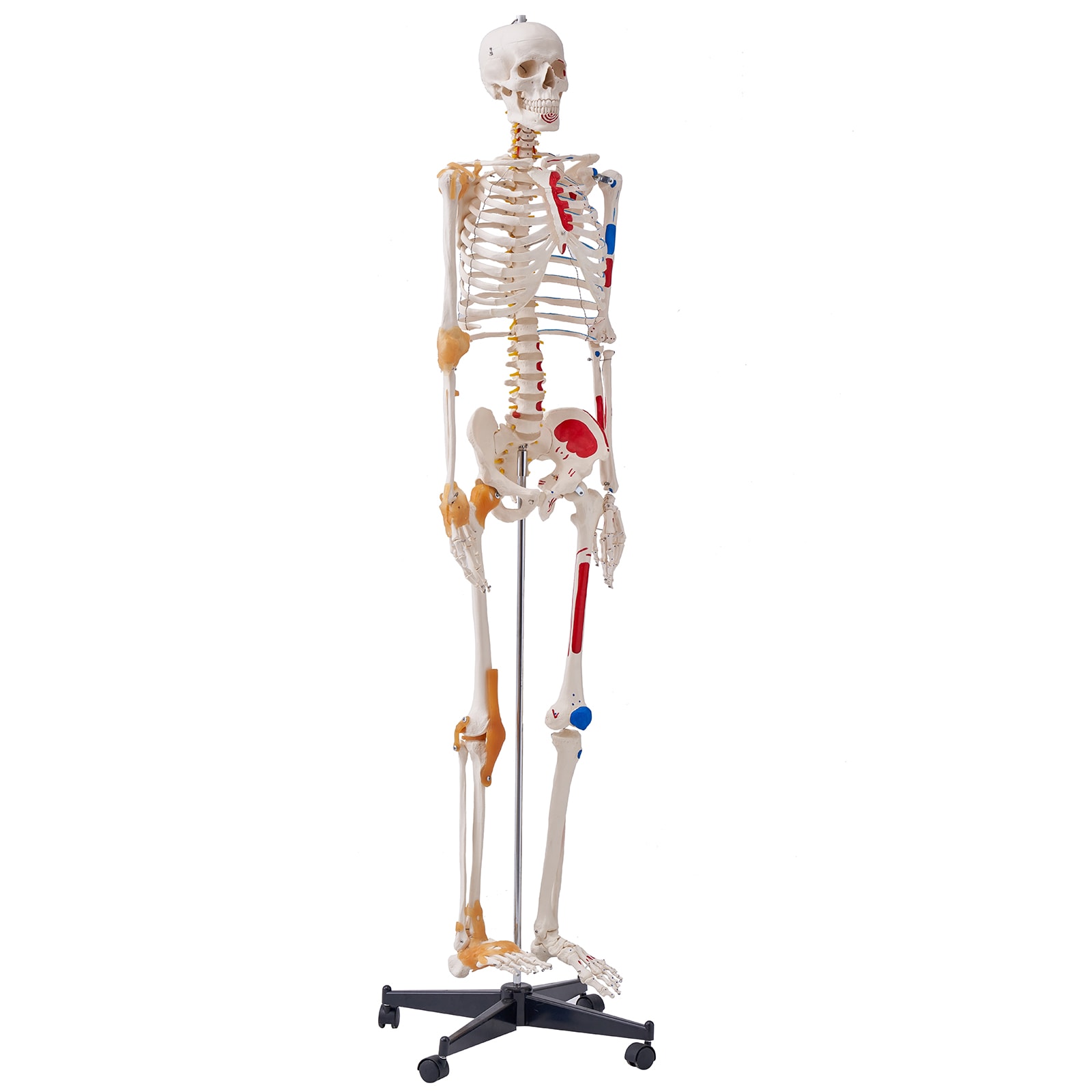 GIVIMO 71.65-in Life Size Human Skeleton Model Full-Body PVC Anatomy Skeleton with Ligaments Movable Arms Legs and Jaw Muscle Origin and Insertion Points for Medical Teaching