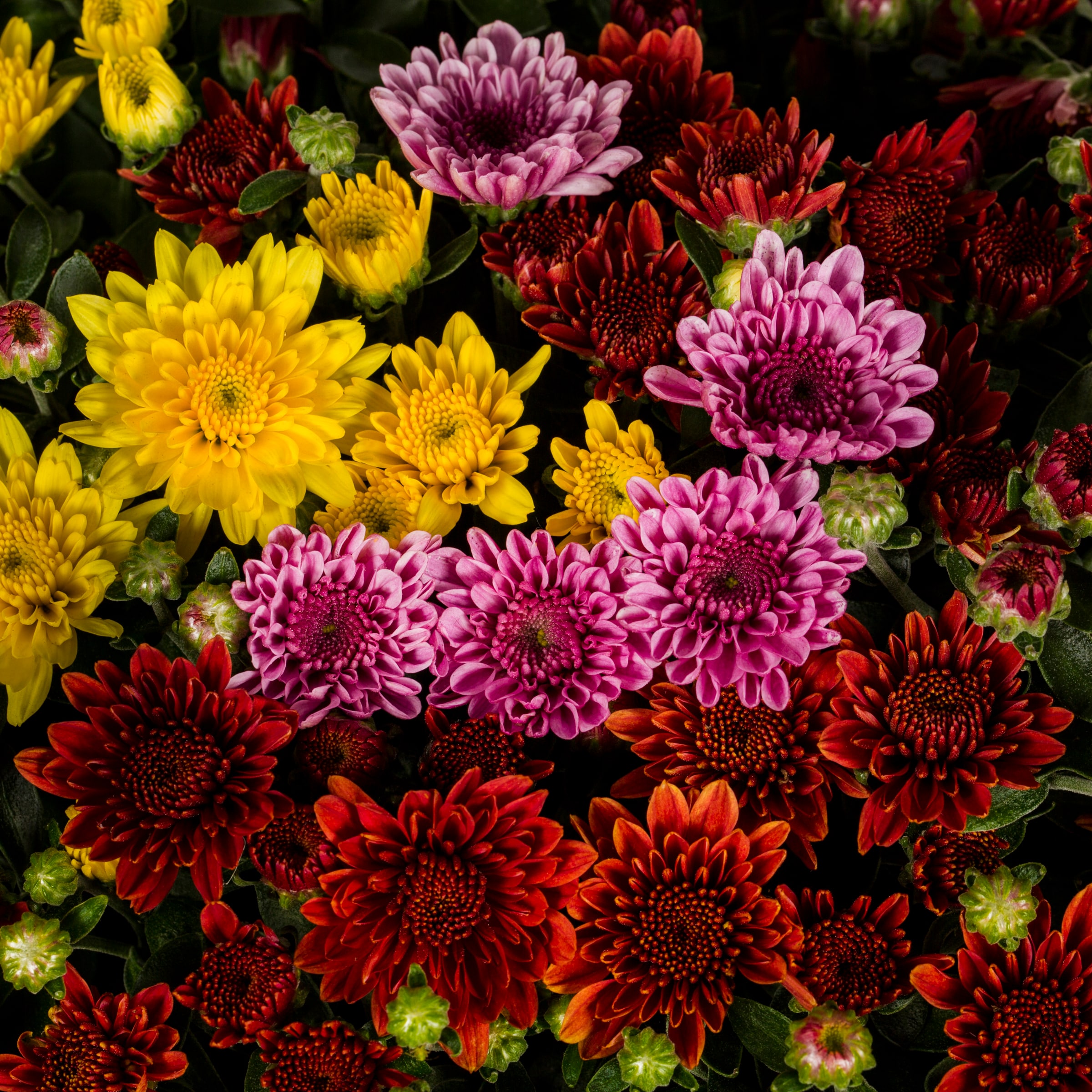 Ready Refill NURSERY annuals - View #2