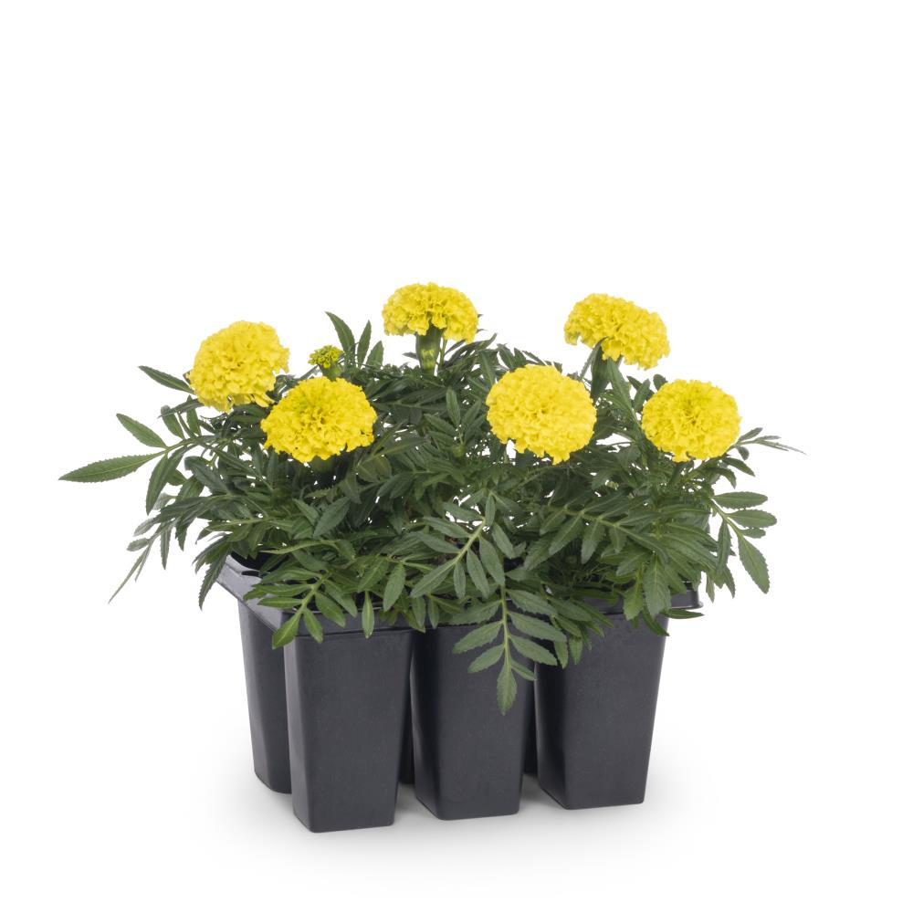 Lowe's NURSERY annuals - View #6