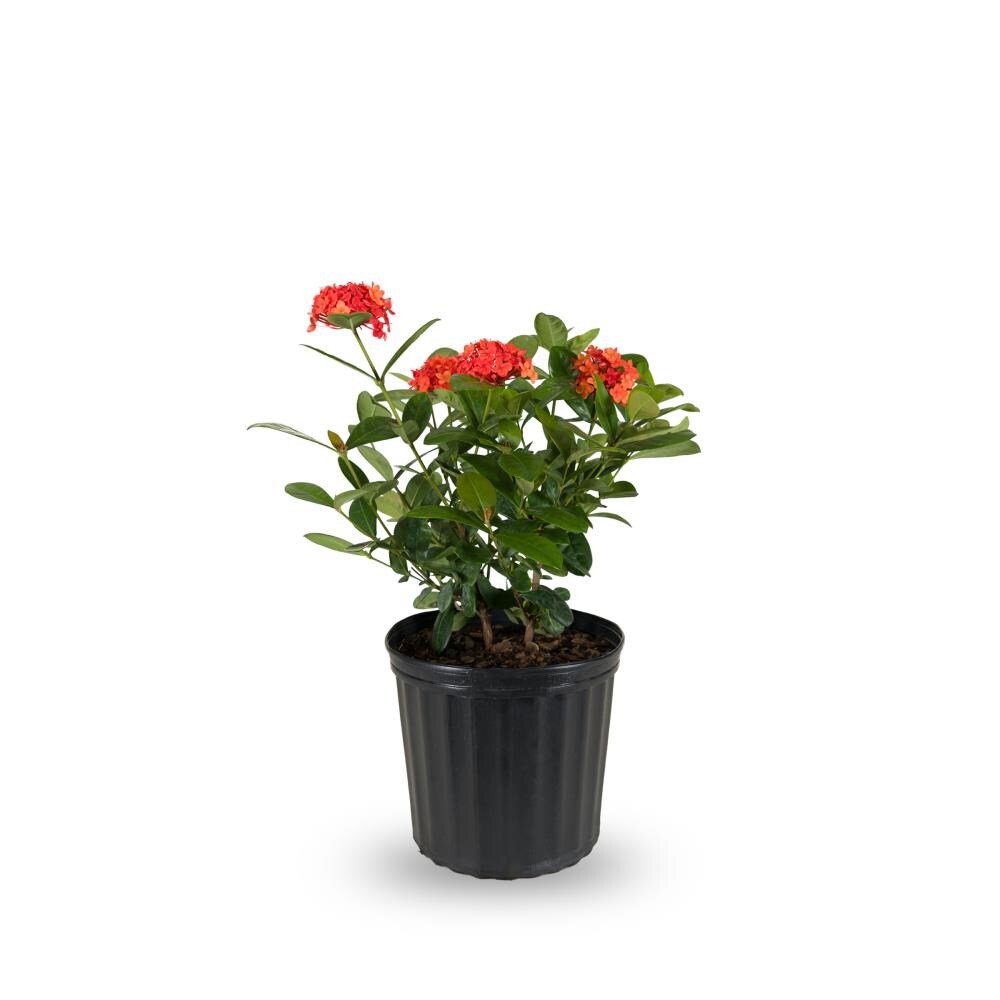 Lowe's 2.00-GAL IXORA NR at Lowes.com