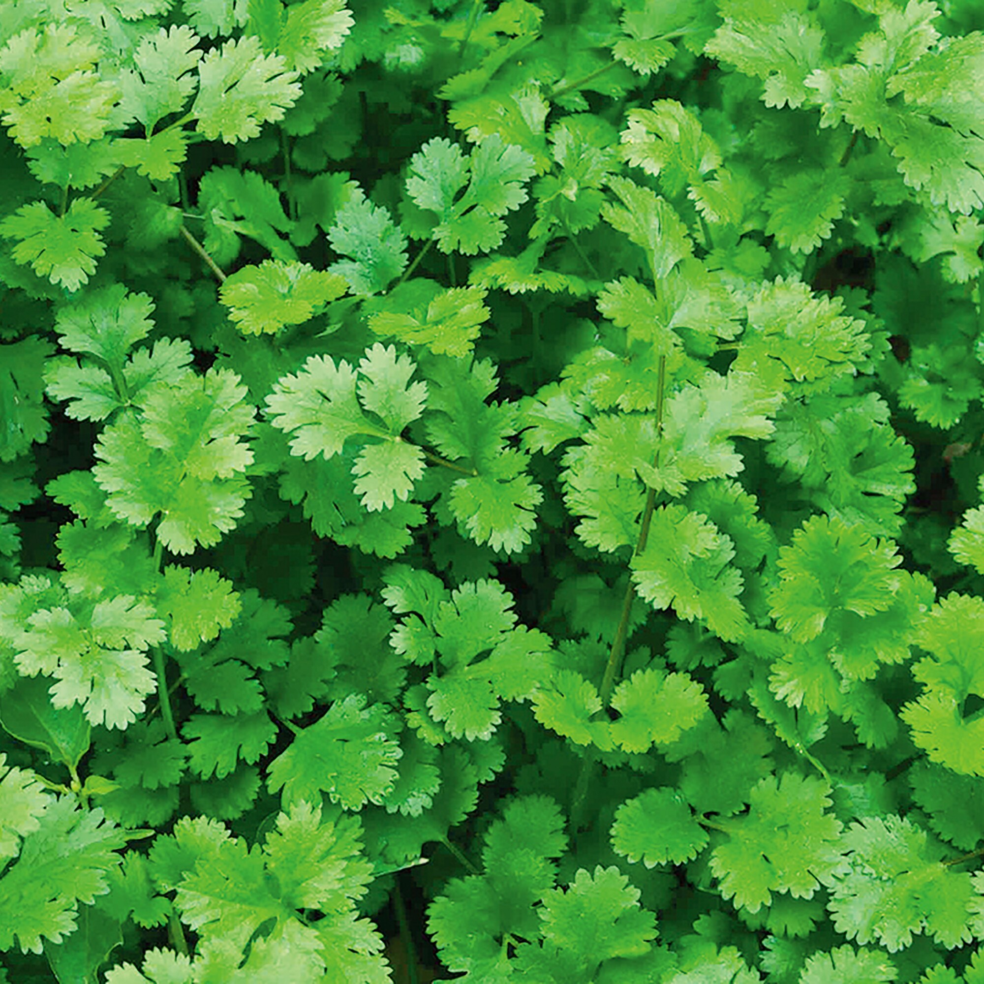 Back to the Roots 50060 Vegetable-Herb-Seeds - View #6