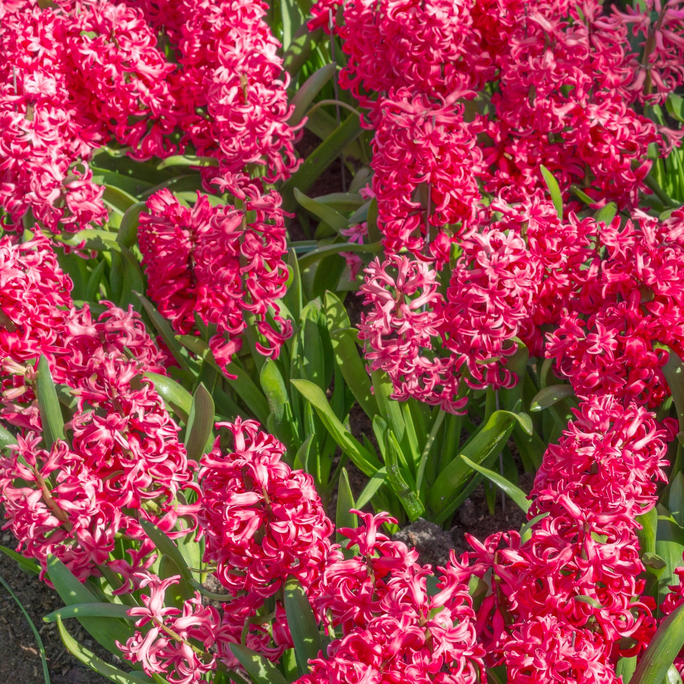 National Plant Network LW3721B  - View #9