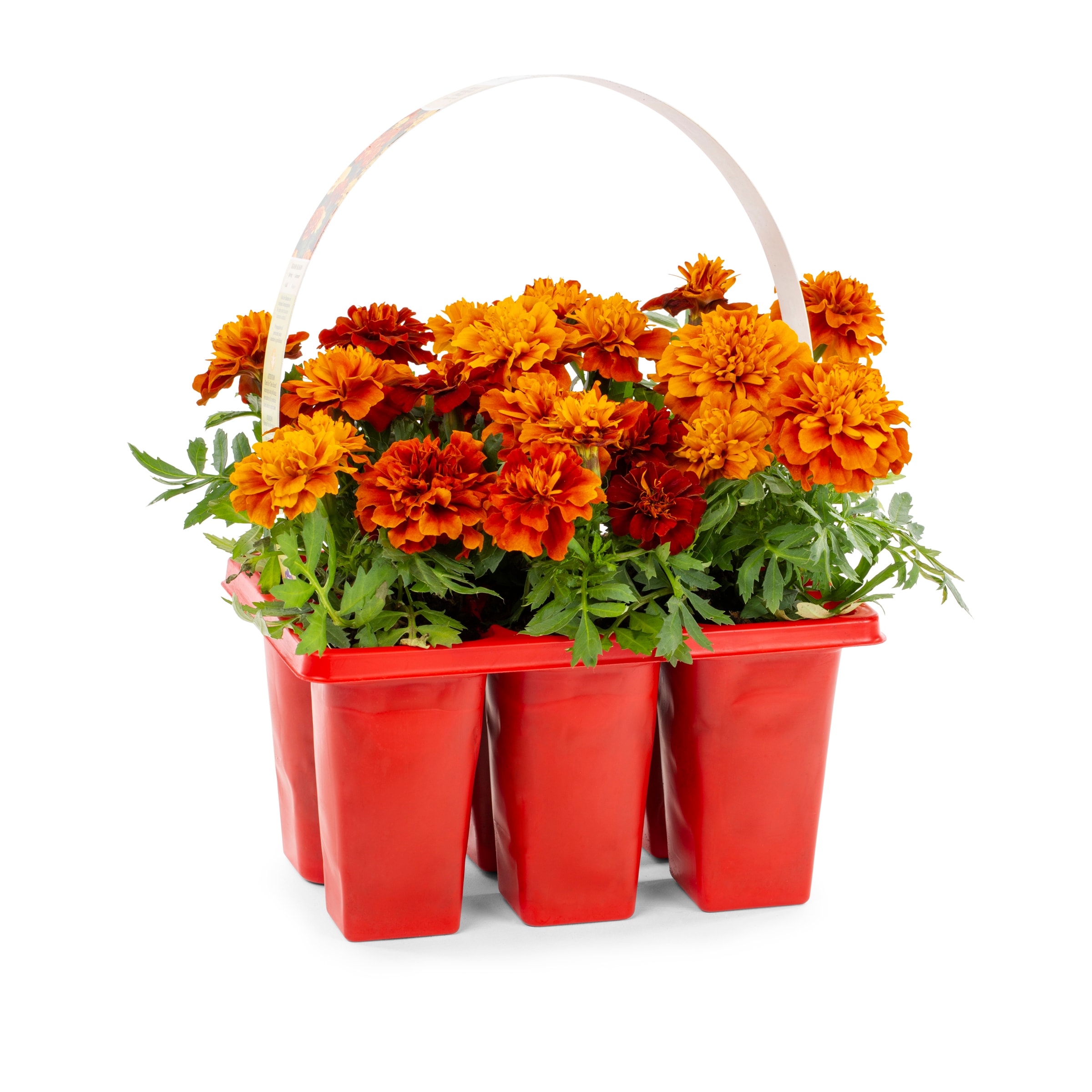 Lowe's NURSERY Marigold in 6-Pack