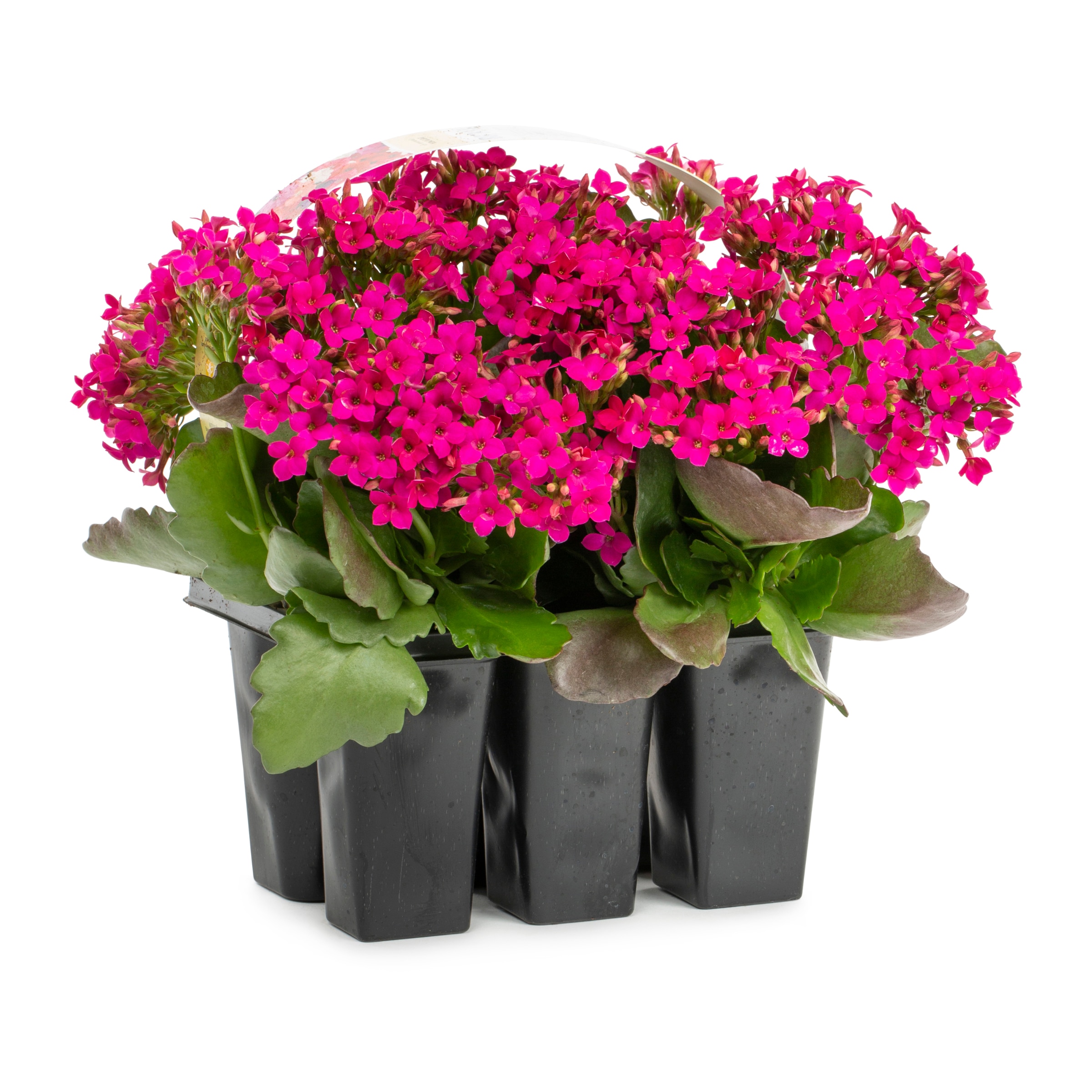 Monrovia Multicolor Kalanchoe in 6-Pack Tray in the Annuals department ...