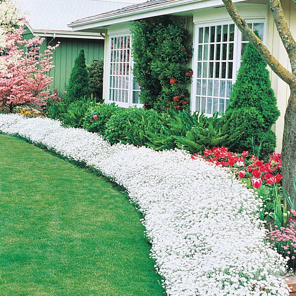 Spring Hill Nurseries 64022 White in 1-Pack Bareroot