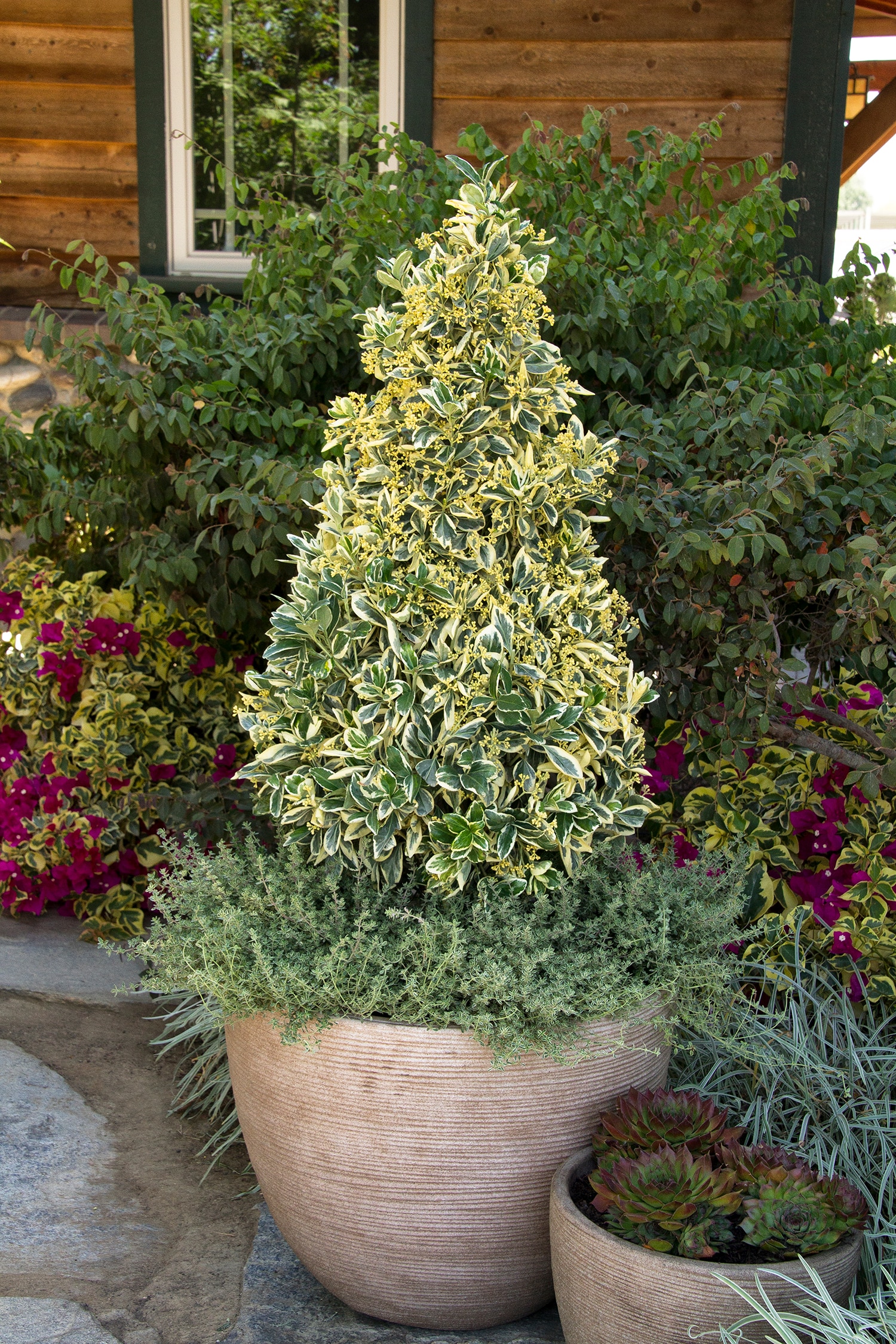 Monrovia 035201 shrubs - View #4