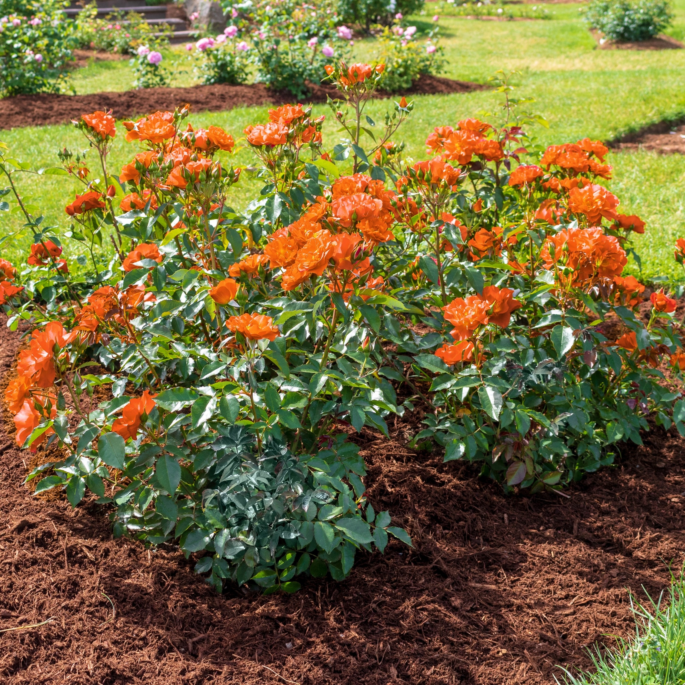 National Plant Network LW1595 roses - View #4