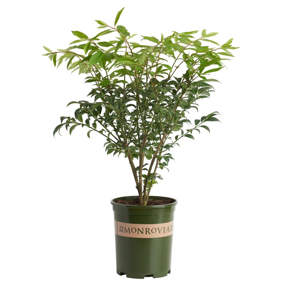 Monrovia White Dwarf Burning Bush Foundation/Hedge Shrub Pot in the ...