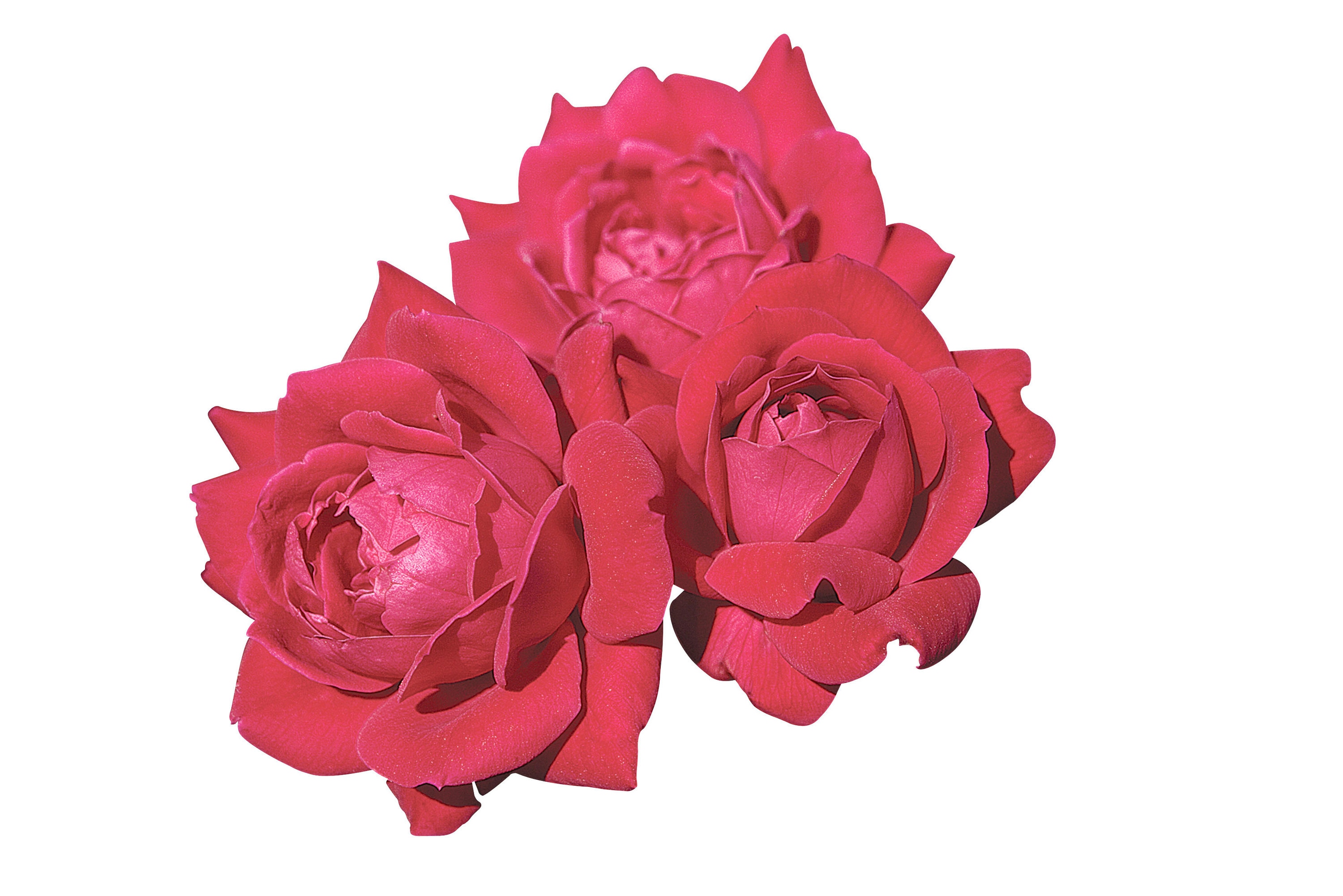 Lowe's NURSERY roses - View #2