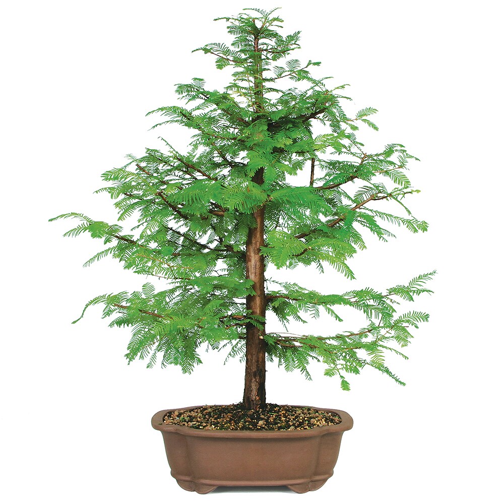 Brussel's Bonsai DT8006DR Dawn Redwood in 14-in Clay Planter