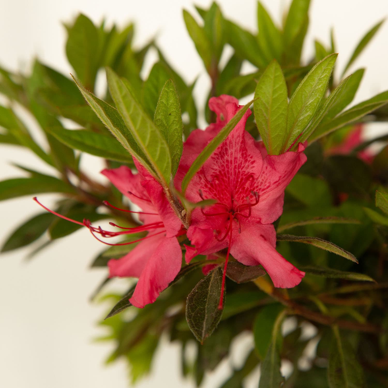Encore Azalea 80421-1 shrubs - View #7