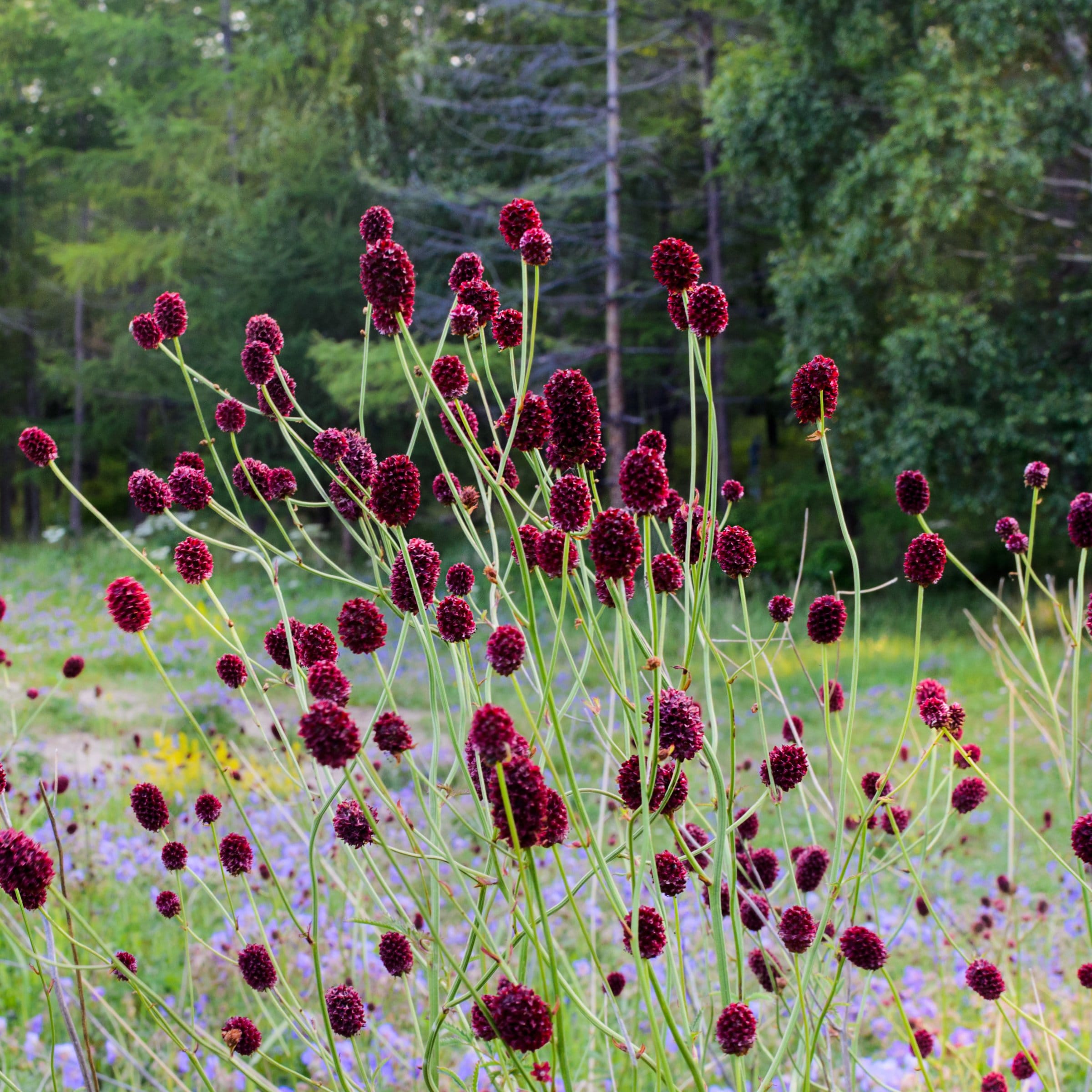 National Plant Network LW1922 perennials - View #3
