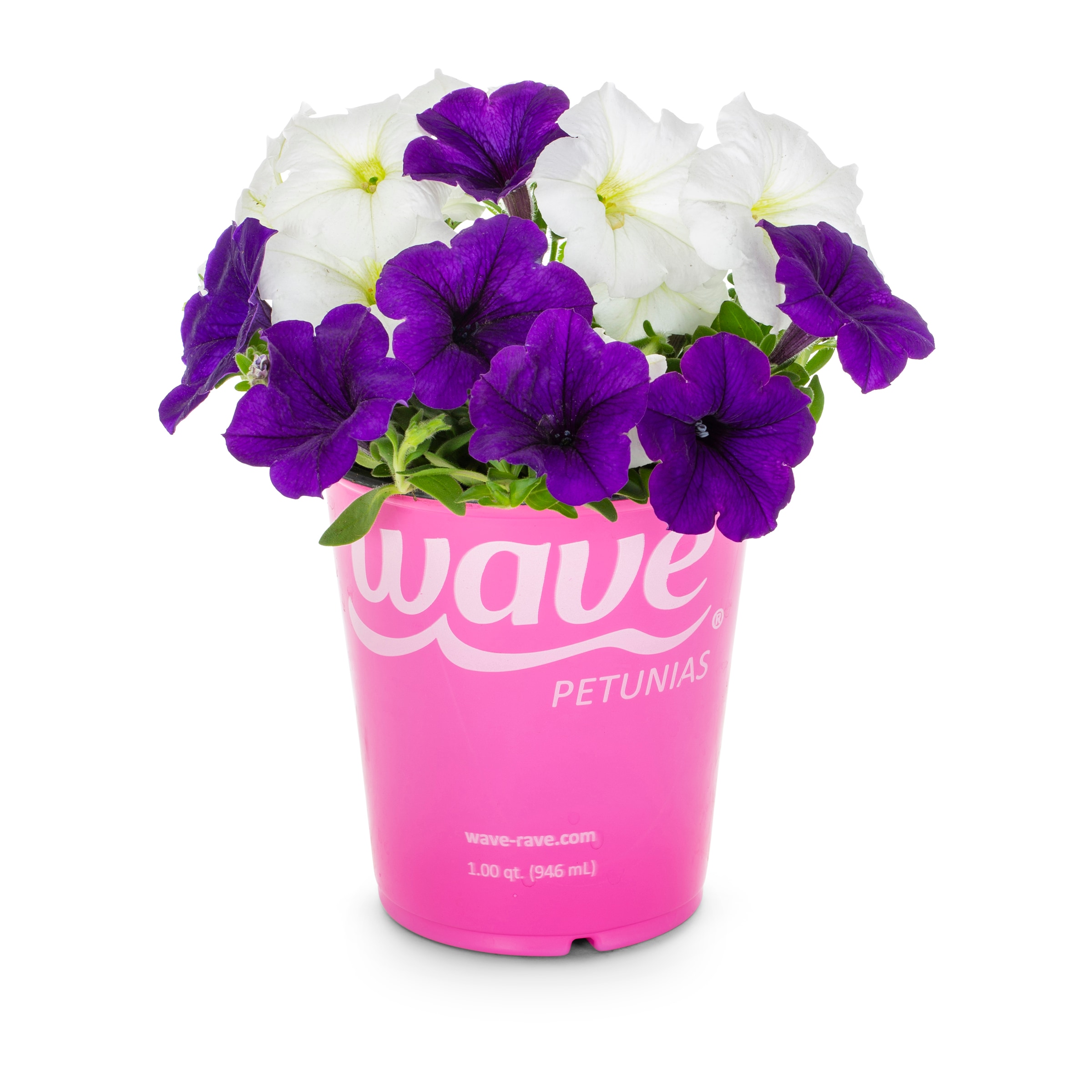 Lowe's 922705 annuals - View #11