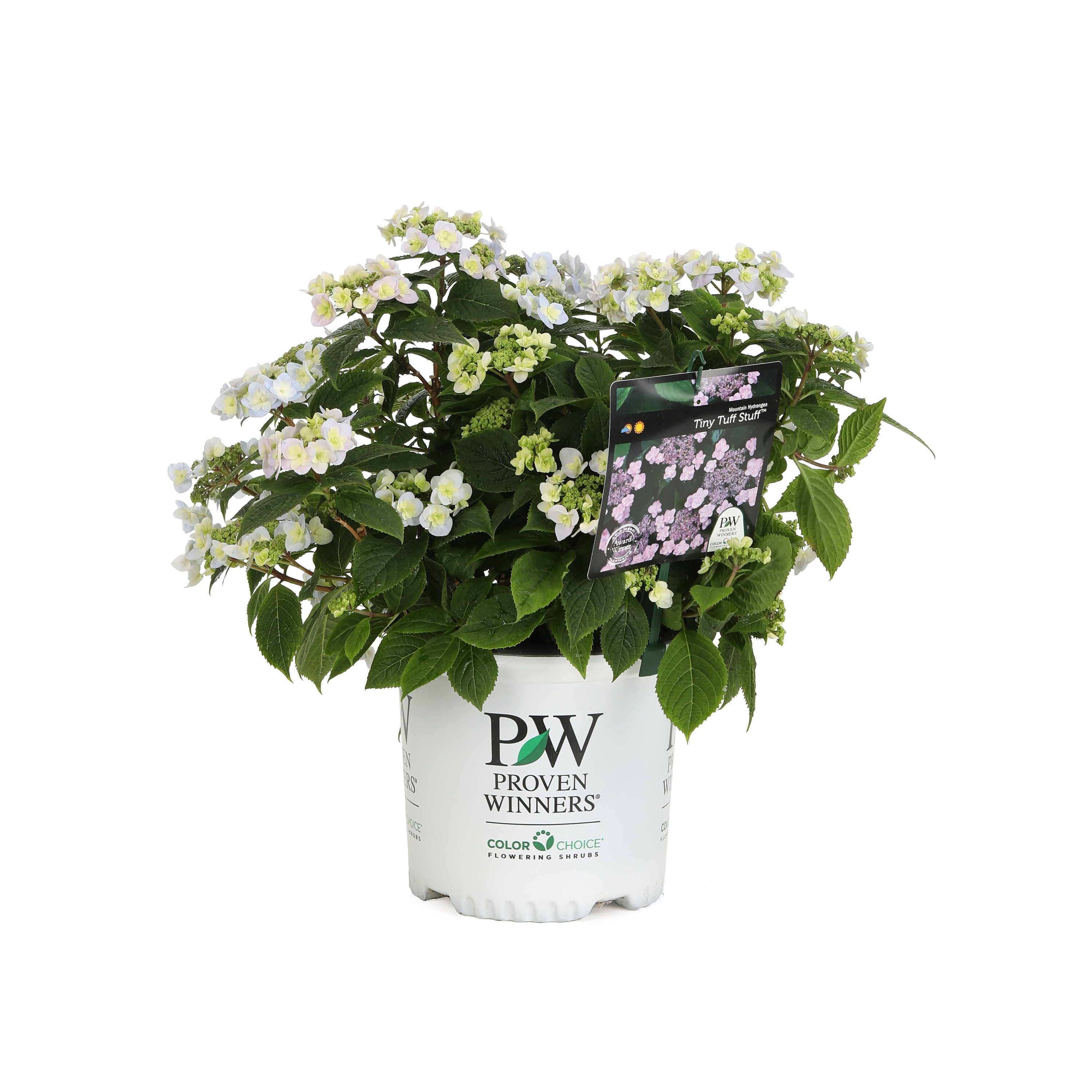 Proven Winners HYDPRC3117800 shrubs - View #2
