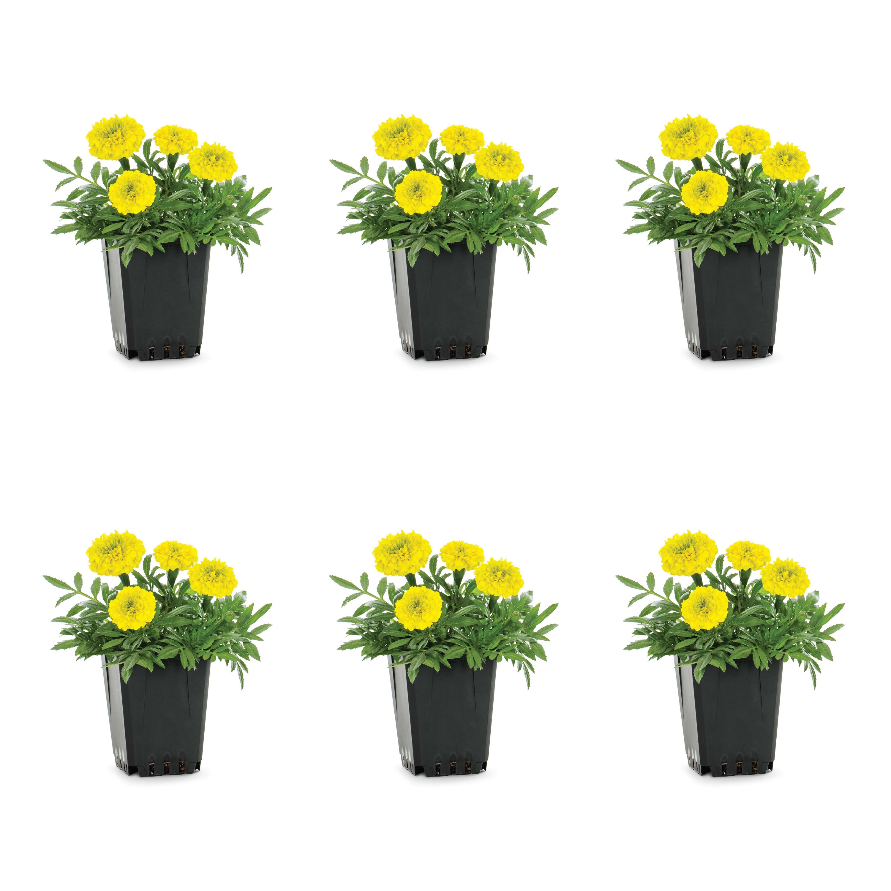 Metrolina Greenhouses 78786 Yellow Marigold in 1 Pint Pot 6 -Pack