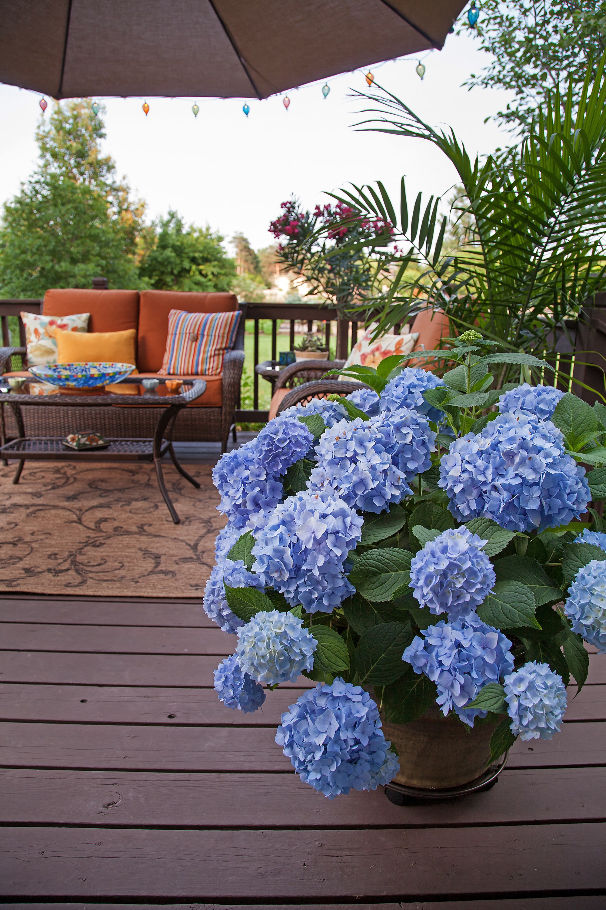 Lowe's 118627 shrubs - View #9