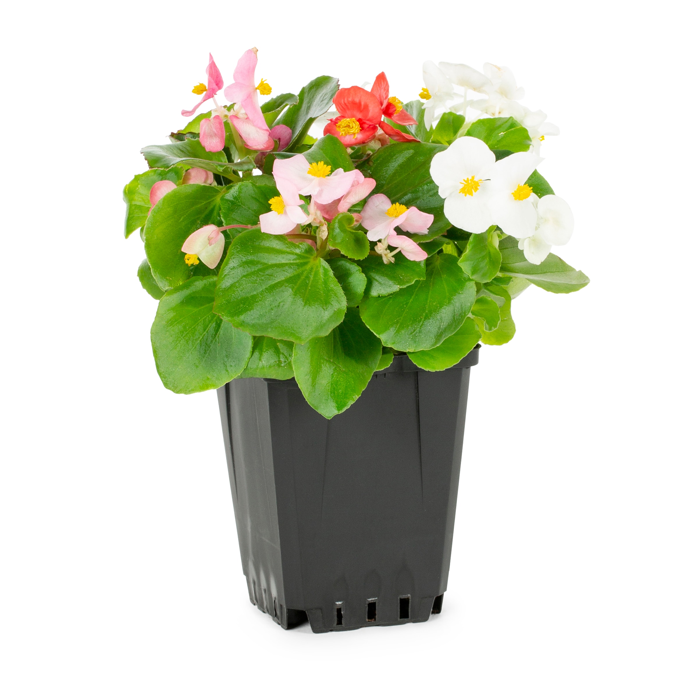 Lowe's 72661 Multicolor Begonia in 1 Pint Planter 1 -Pack