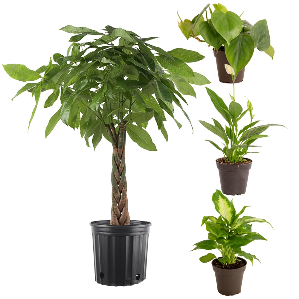 Air-Pot Garden Prop Pot, 10 Pack