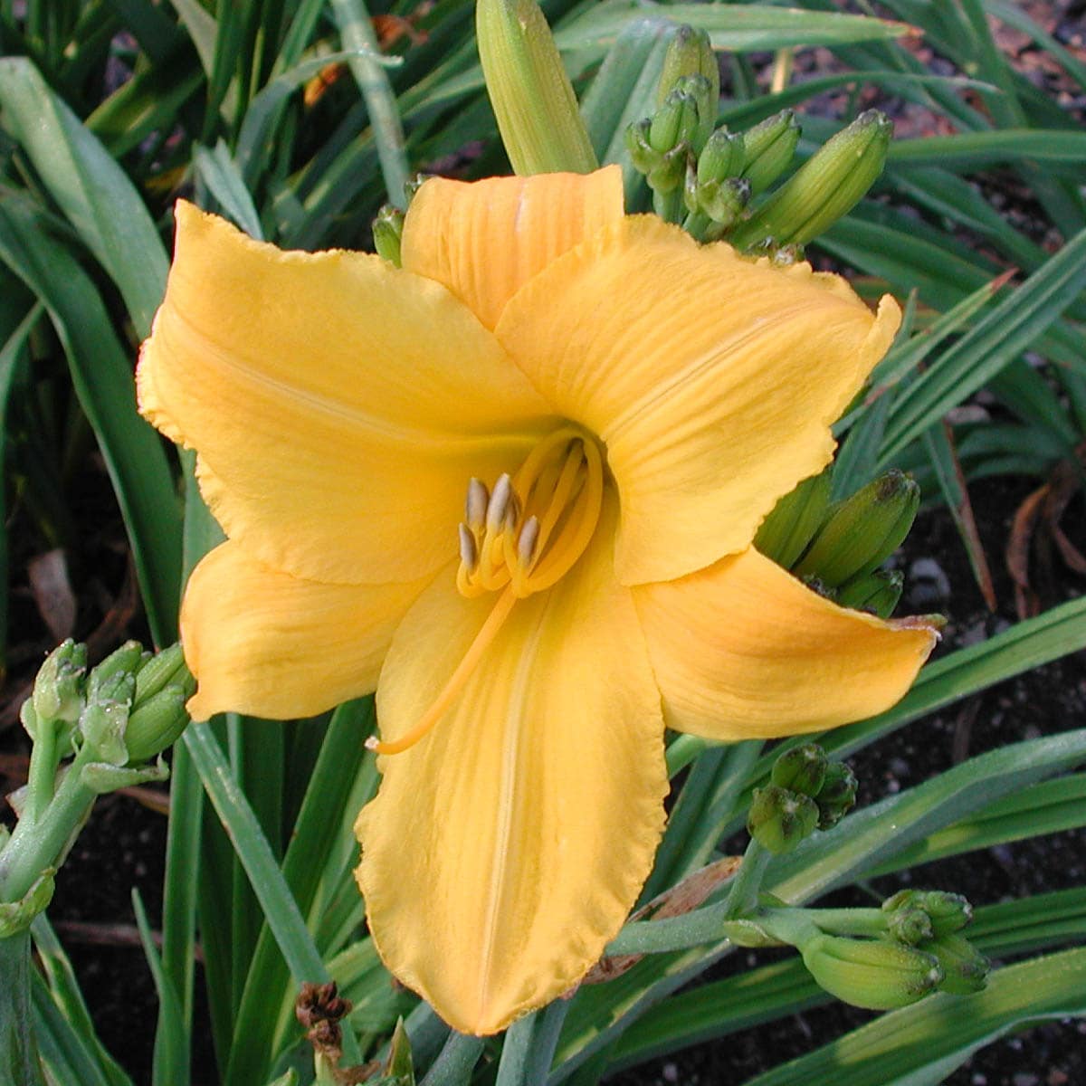 Buttered Popcorn Daylily Perennial Plant Plants, Bulbs & Seeds at Lowes.com