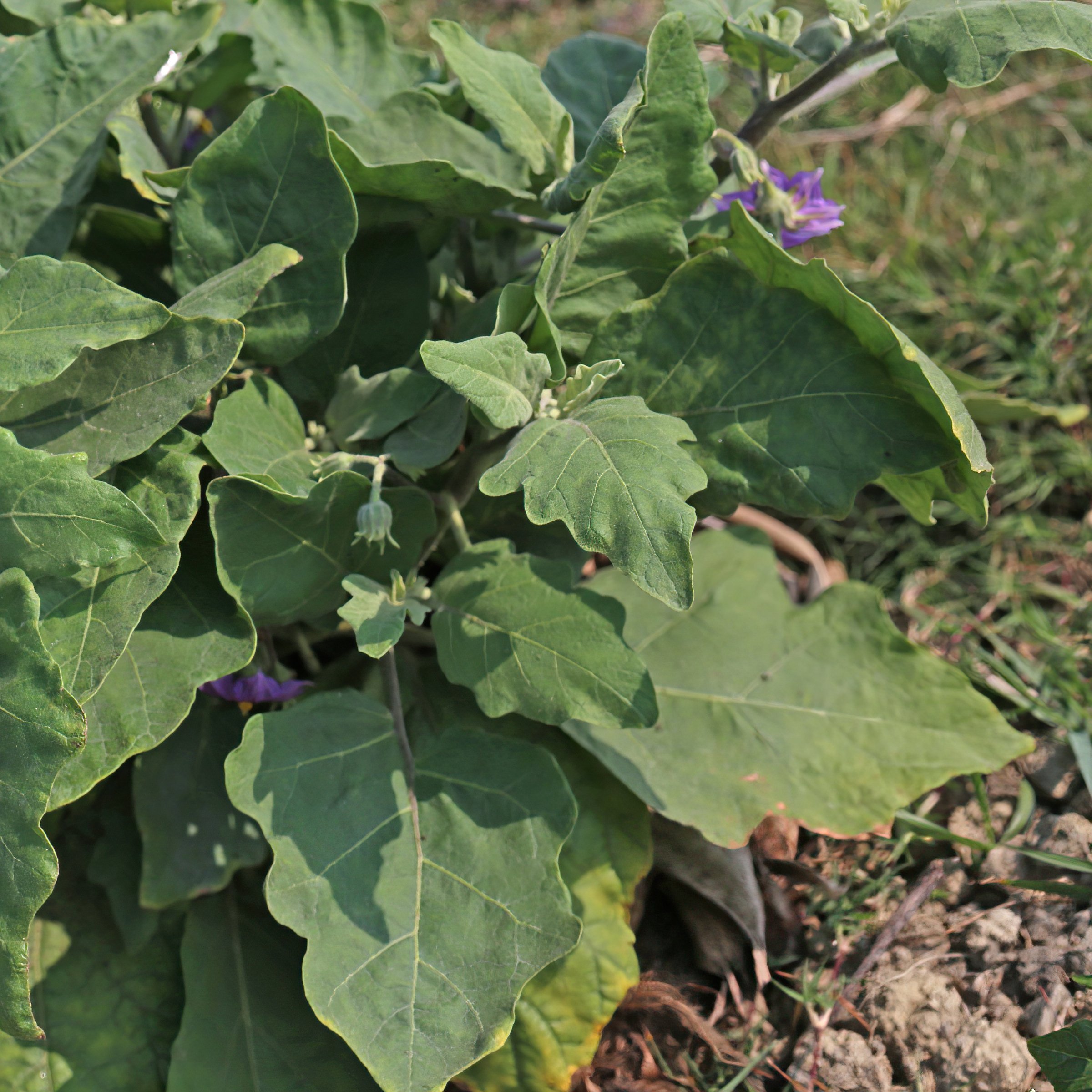 National Plant Network LW2260 Vegetable-Plants - View #9