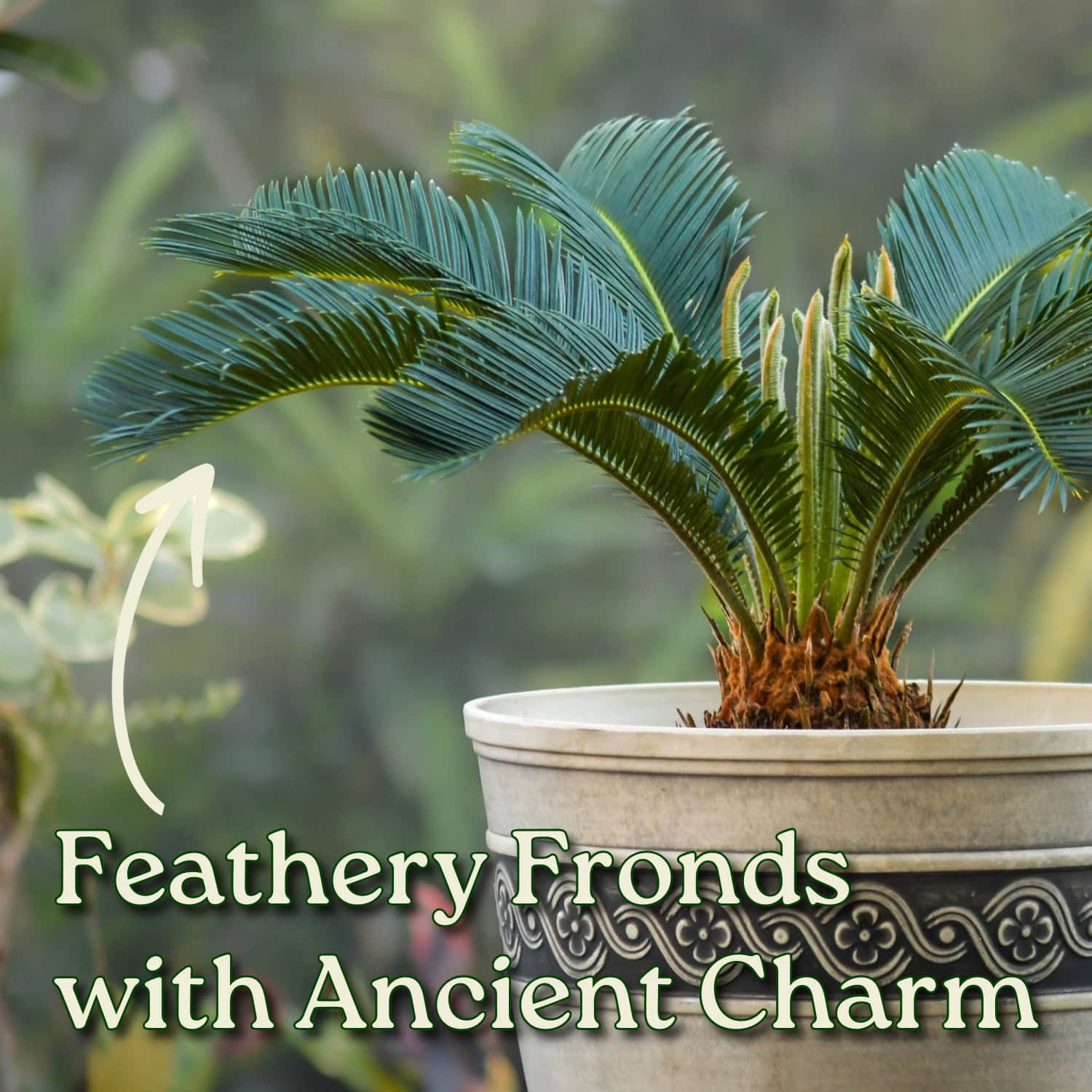 Tropical Plants of Florida Sago Palm in 3 Gallon Nursery Pot 1 Pack in the  Trees department at Lowes.com
