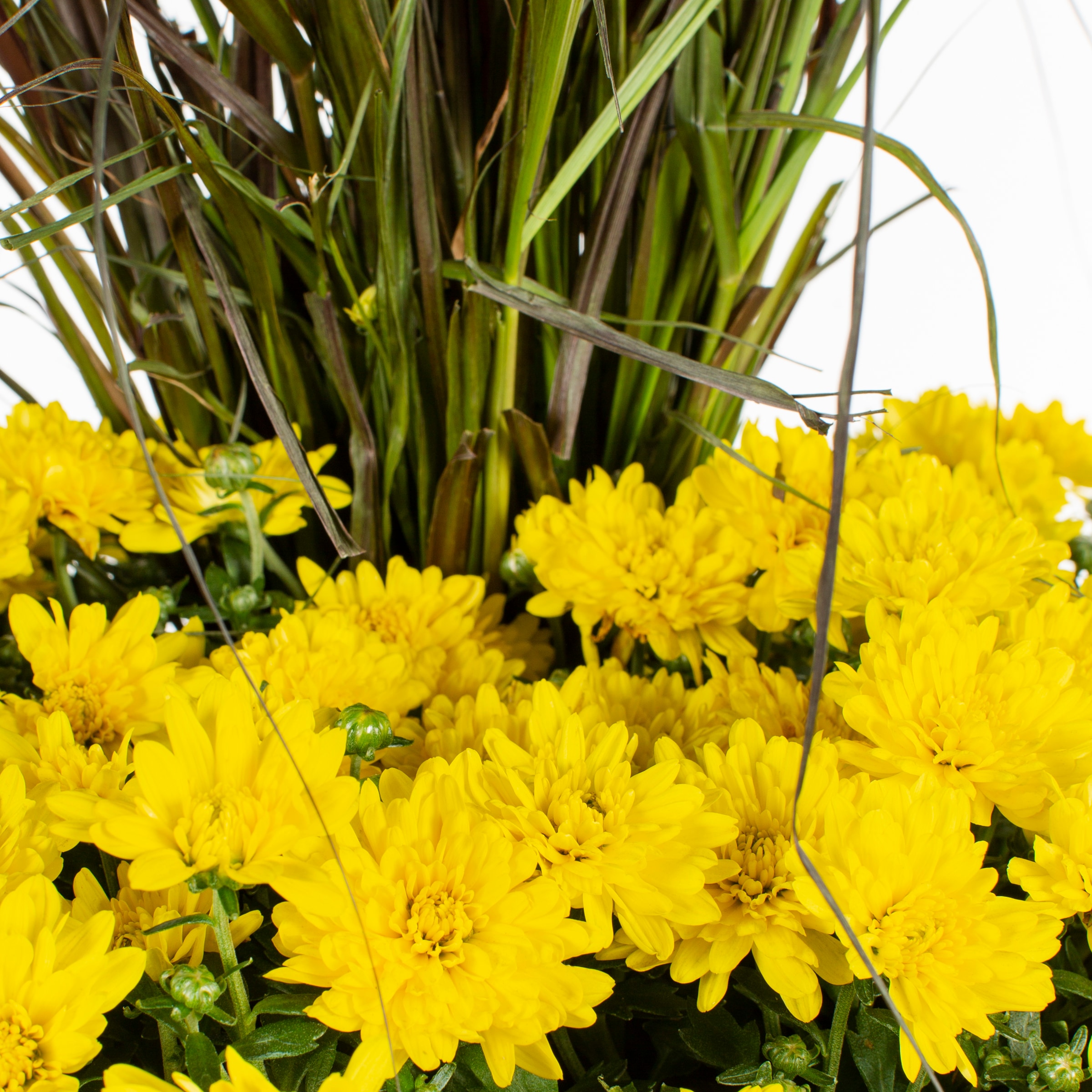 Ready Refill NURSERY annuals - View #4