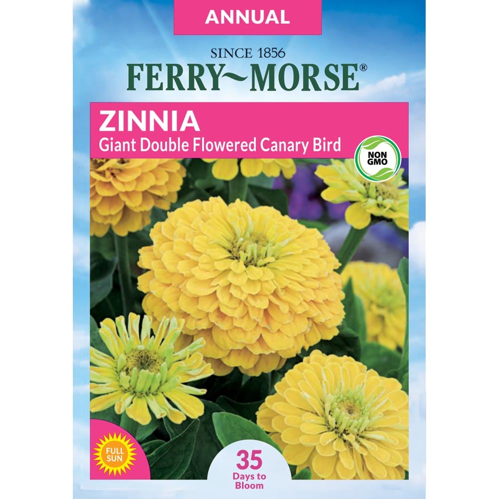 Ferry-Morse 913085.219.640417 Zinnia Giant Double Canary Bird Flower Seeds 0.5 Gram(s)