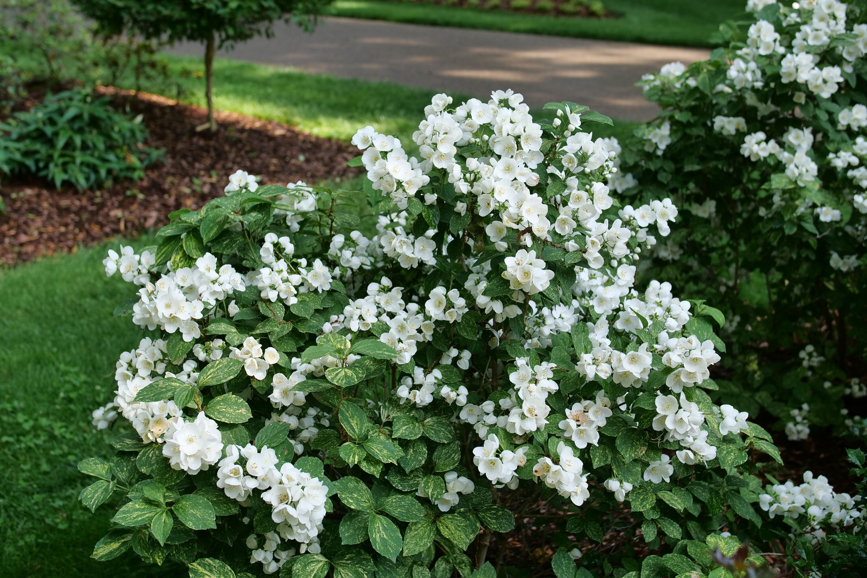 Illuminati Sparks Mock Orange (philadelphus) Spring To Summer Plants 