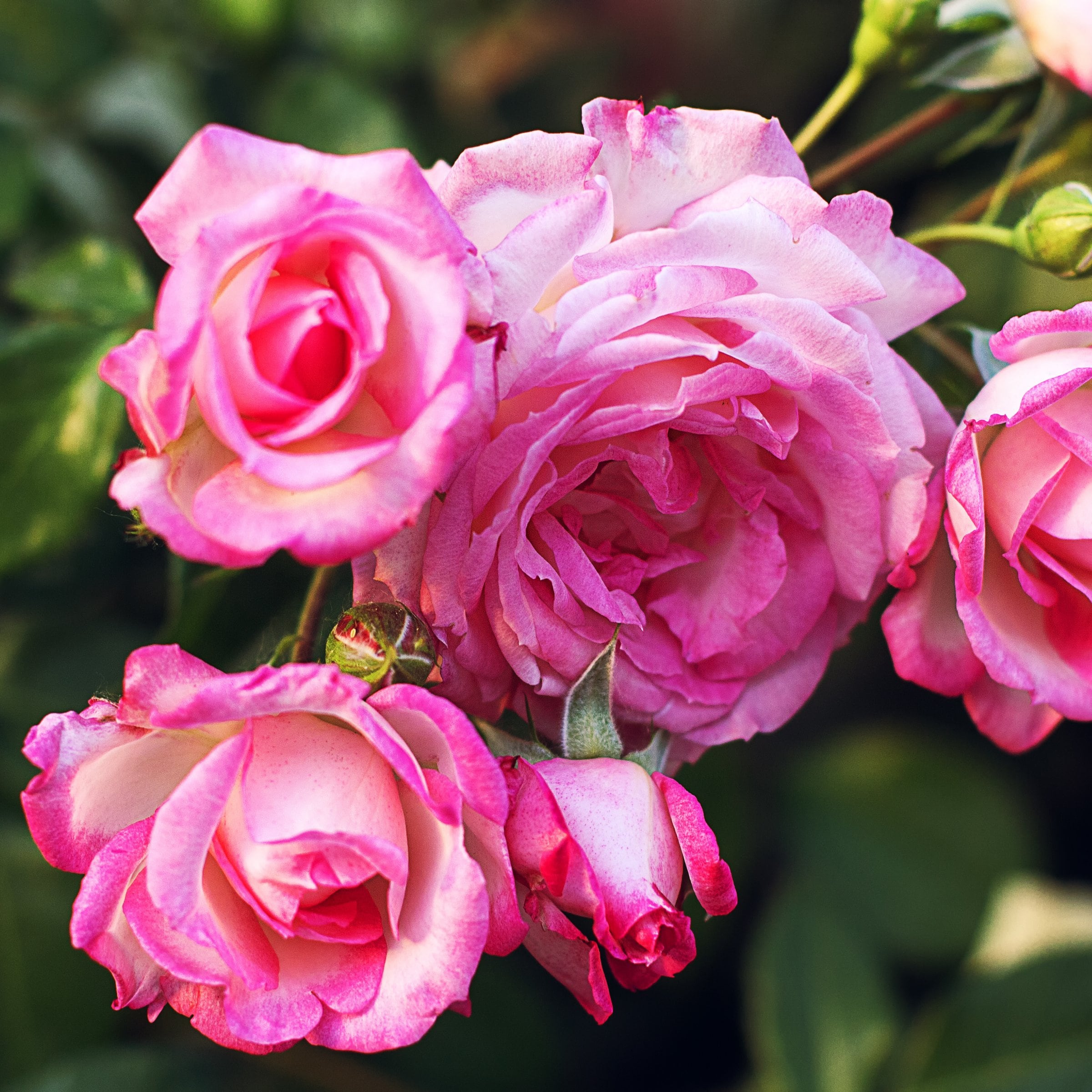 National Plant Network LW2169 roses - View #7