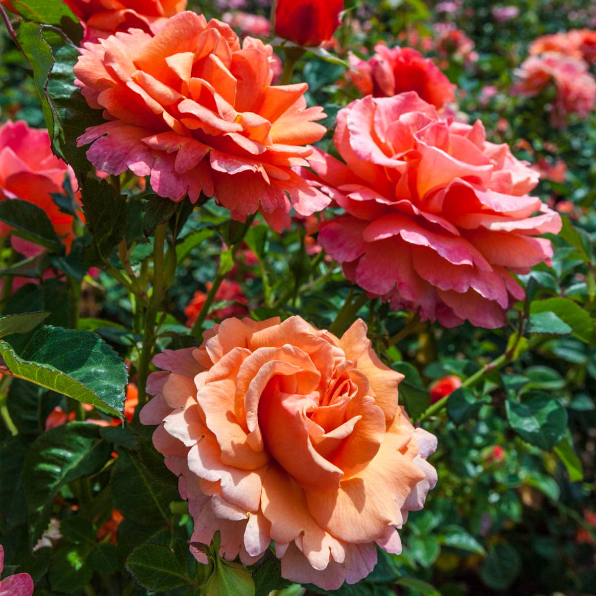 Spring Hill Nurseries Orange Easy Does It Floribunda Rose in Pot in the ...