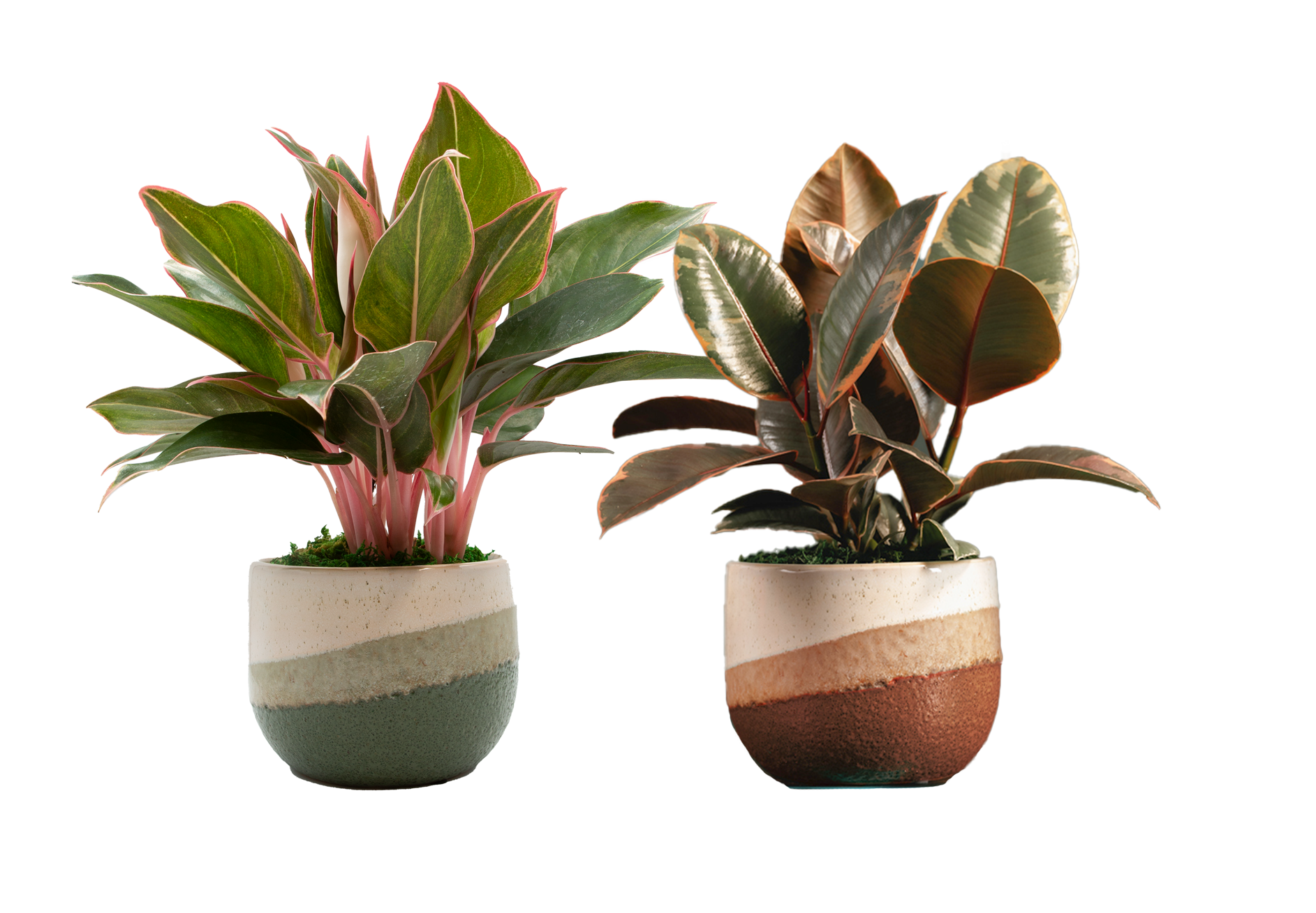 LiveTrends ASB07463 MOUNTAIN SPIRIT House plant in 12 Ounce(s) Pot 1 -Pack