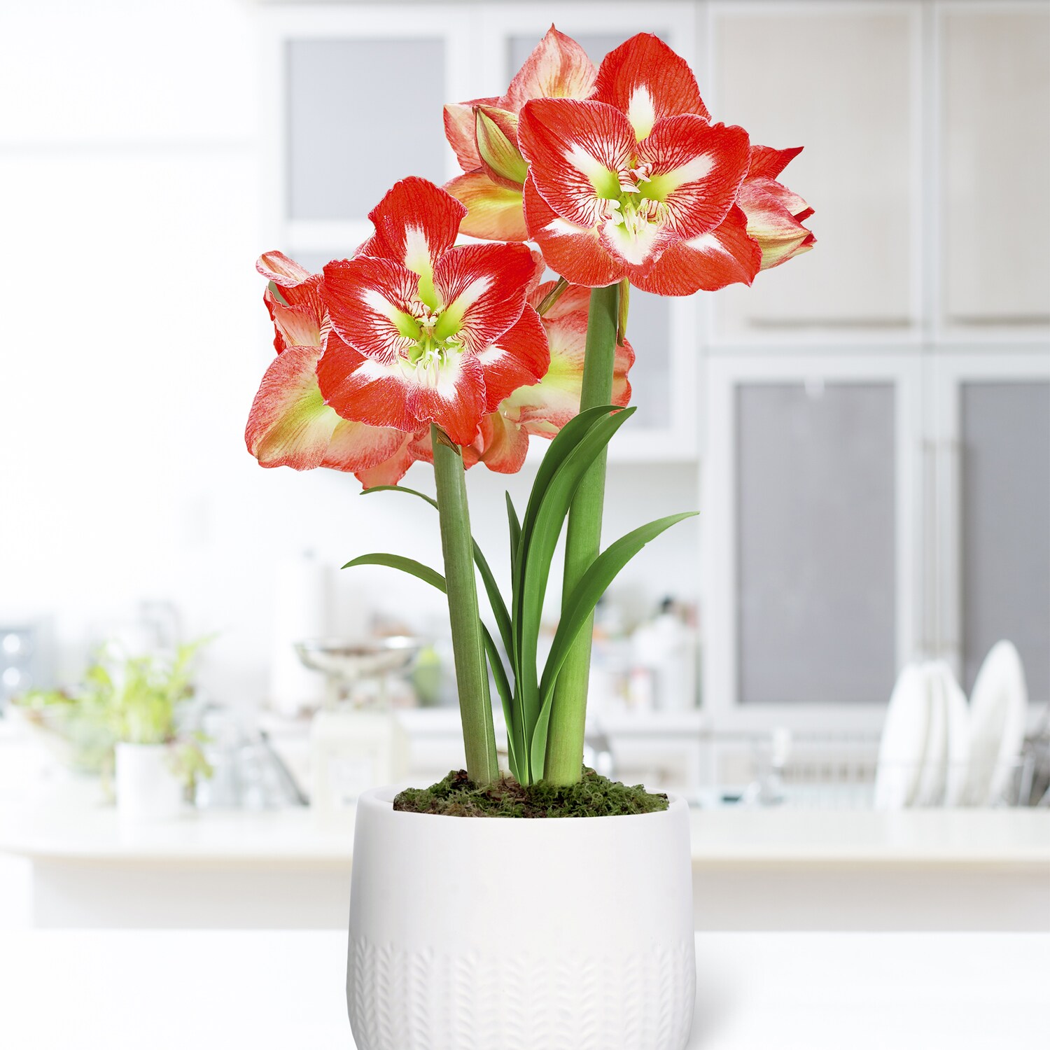 Pre-planted Amaryllis Minerva With White Cache Ceramic Planter Plants ...