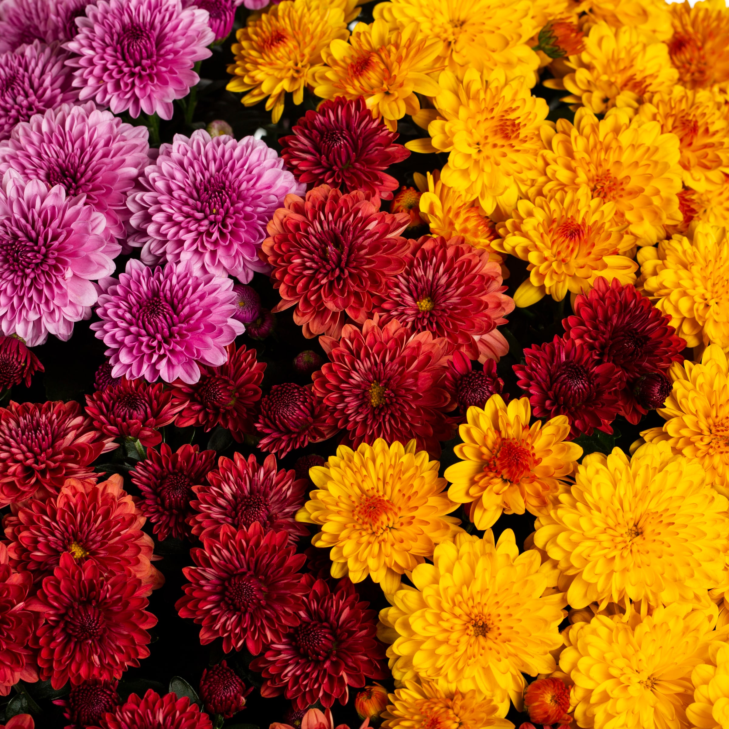 Lowe's 109034 annuals - View #2