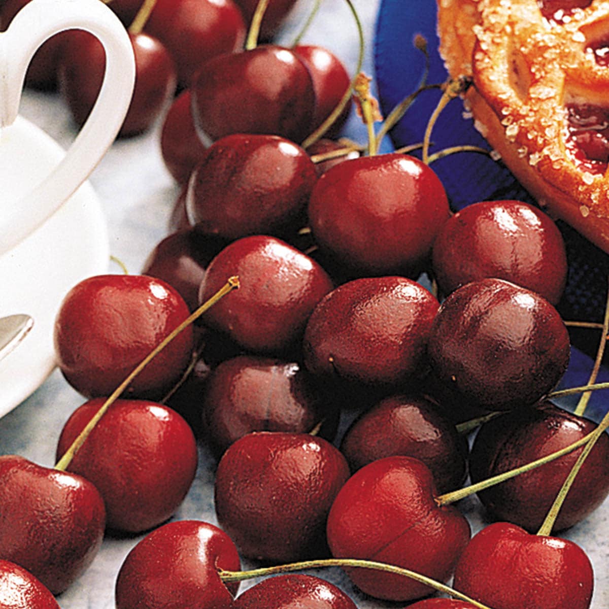 Gurney's Seed and Nursery 95033 1.5 -Gallon Fruit North Star Cherry Starter Tre In pot (with soil)
