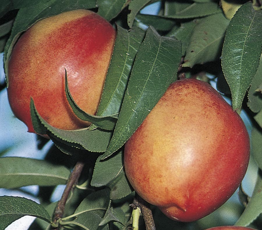 Goldmine White Nectarine Tree