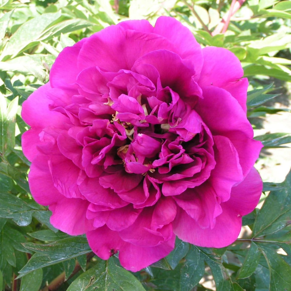 Direct Gardening 62157 Pink Flowering Belle Toulousaine Itoh Peony Perennial Plant in 1 -Pack Bareroot 1 -Pack
