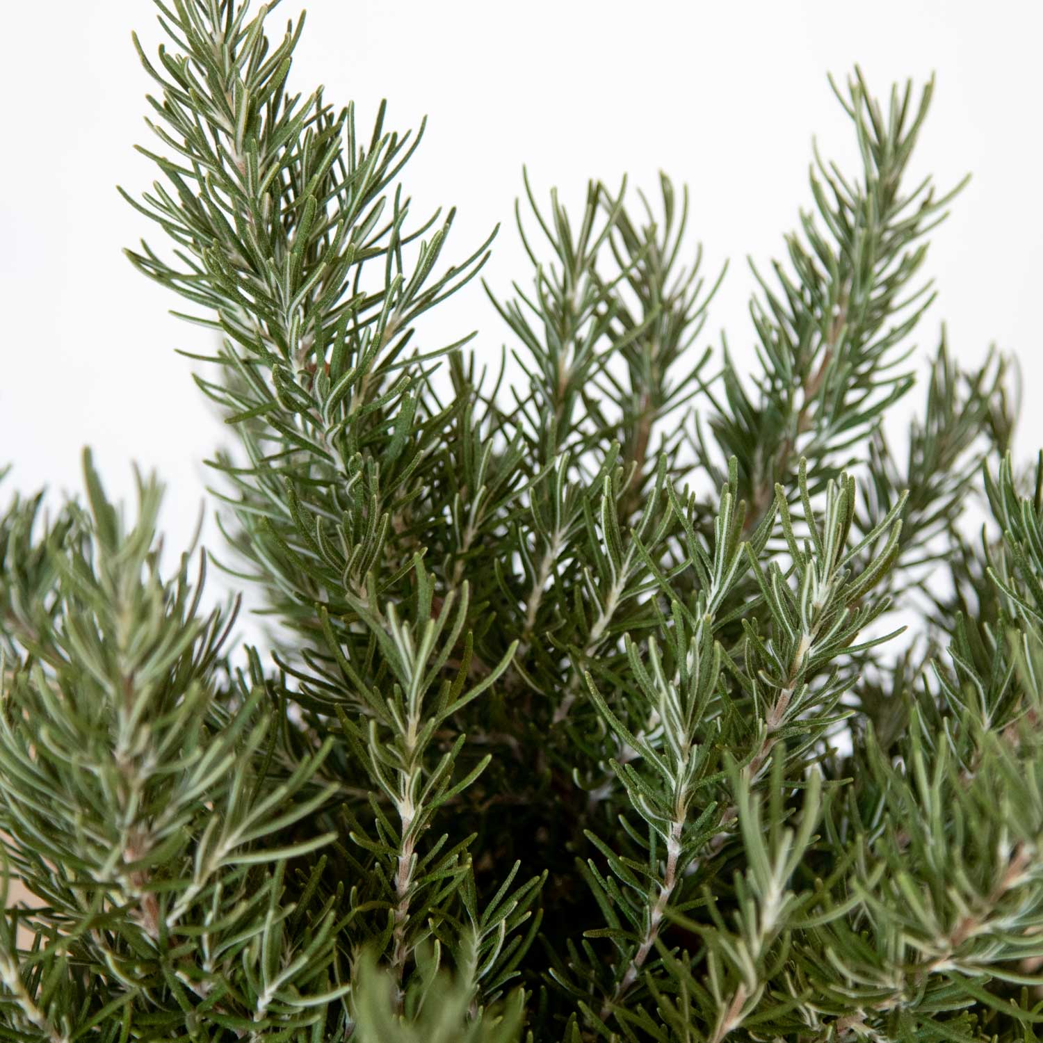 Southern Living Plant Collection 7454Q-1 shrubs - View #8