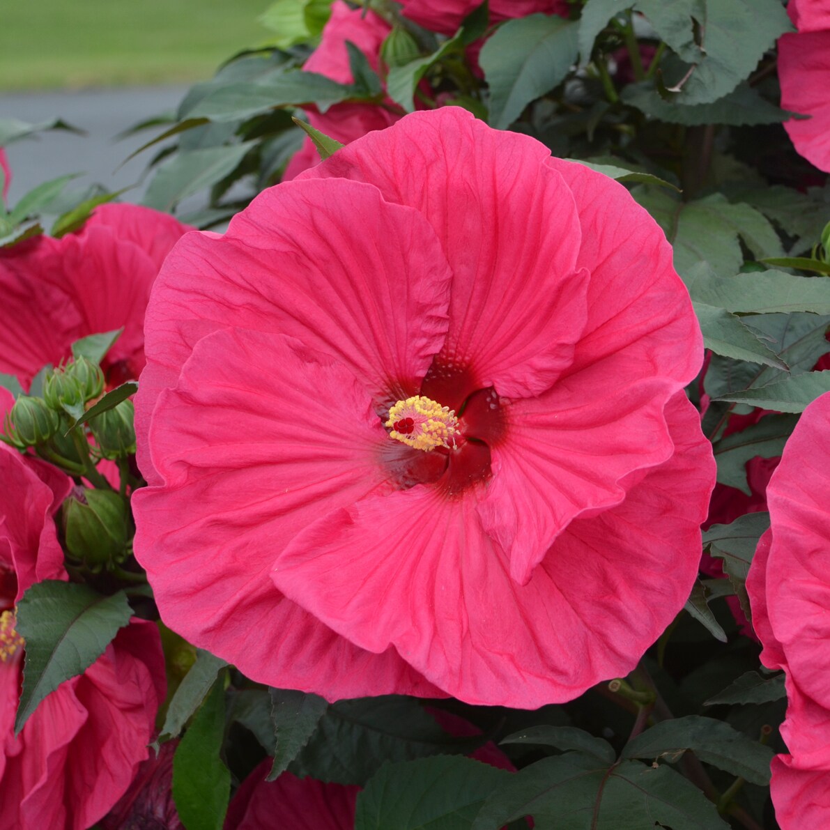 National Plant Network LW1459 shrubs - View #5