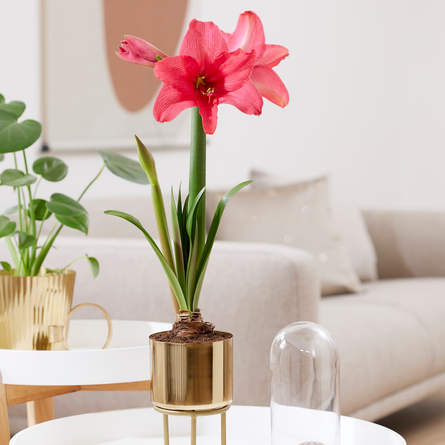 Van Zyverden 88446 Pink Pre-planted Amaryllis Pink Flush With Iron Faux Brass Finish Bulb Planter and Stand Bulbs 1 Count